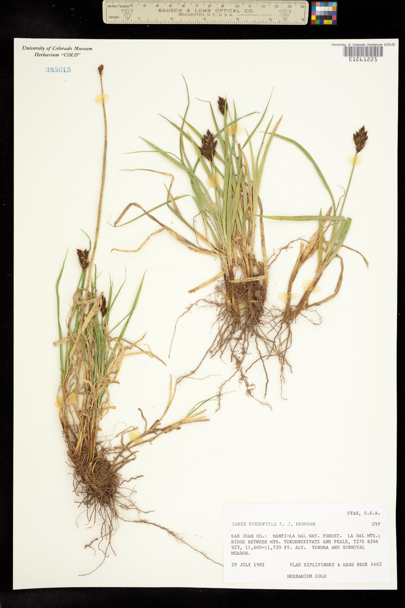 Carex stenoptila image