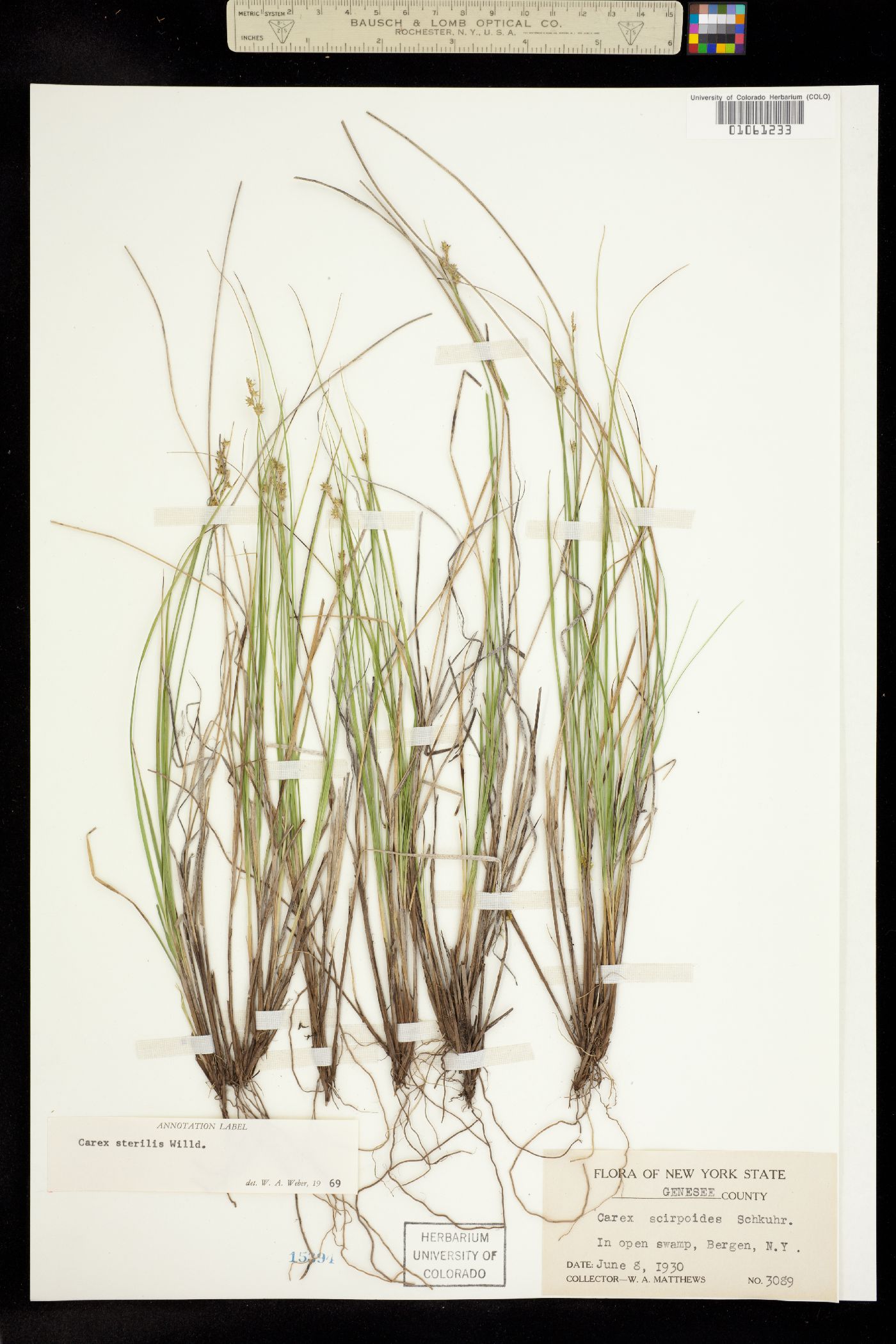 Carex sterilis image