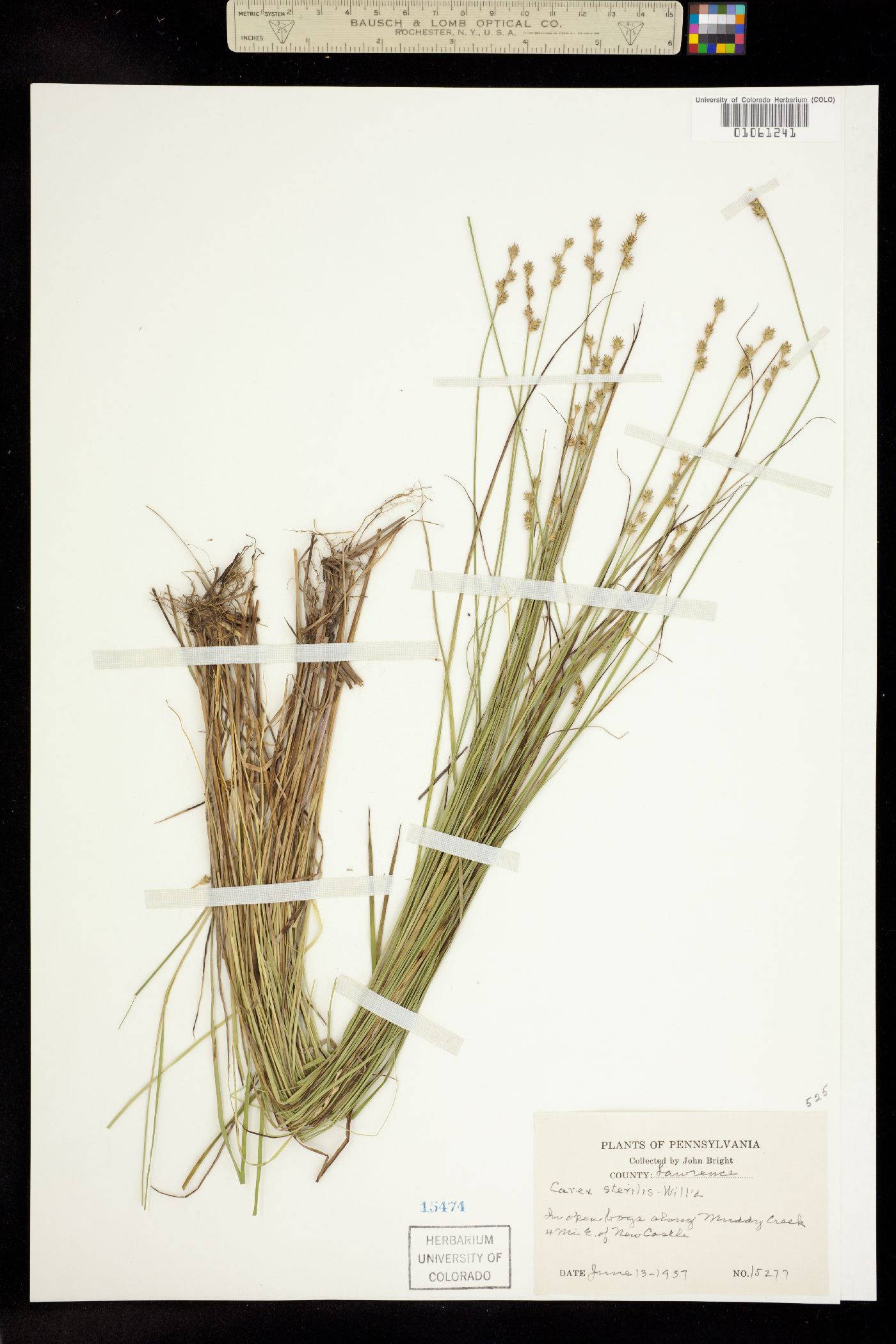 Carex sterilis image