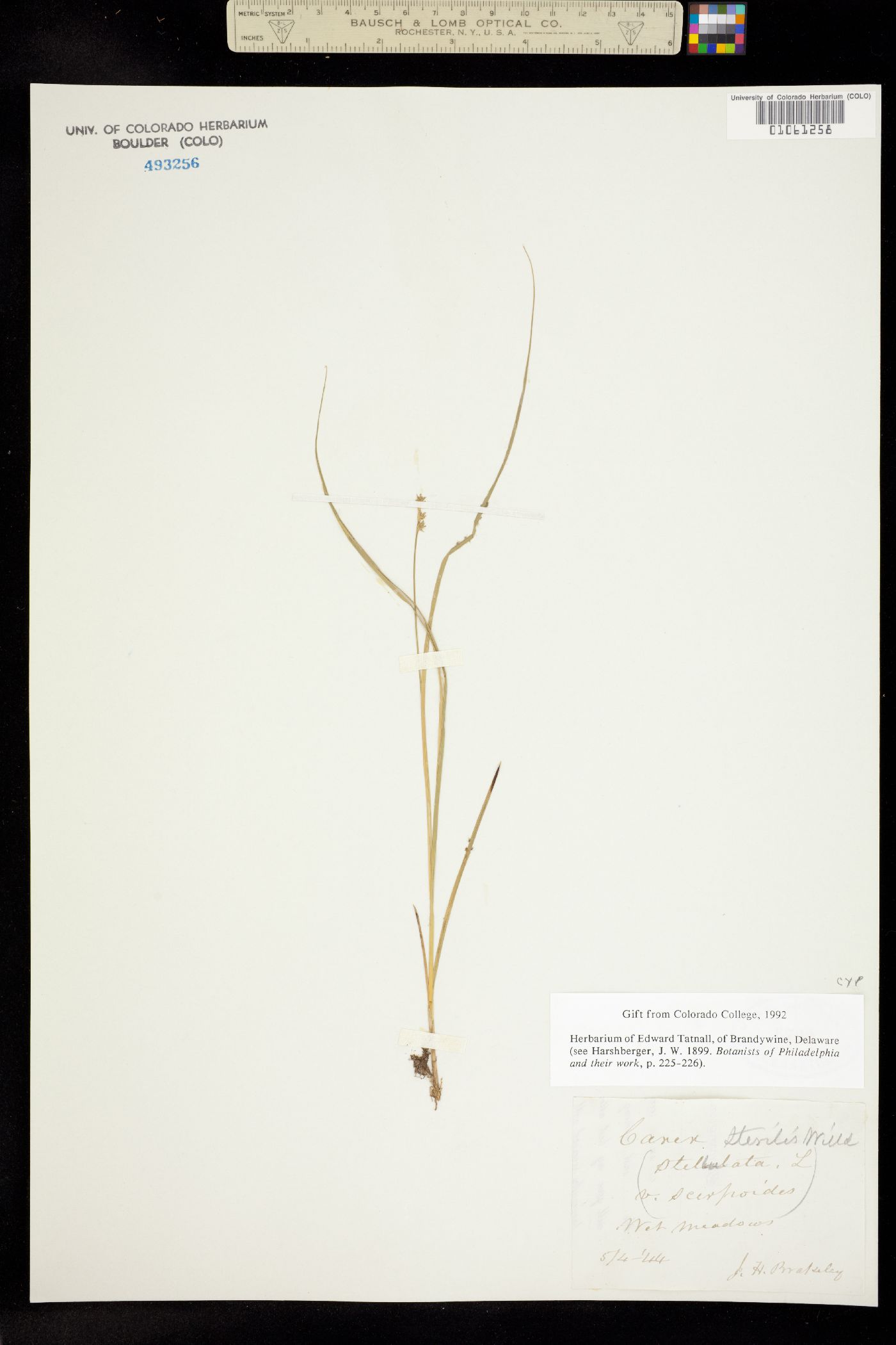 Carex sterilis image