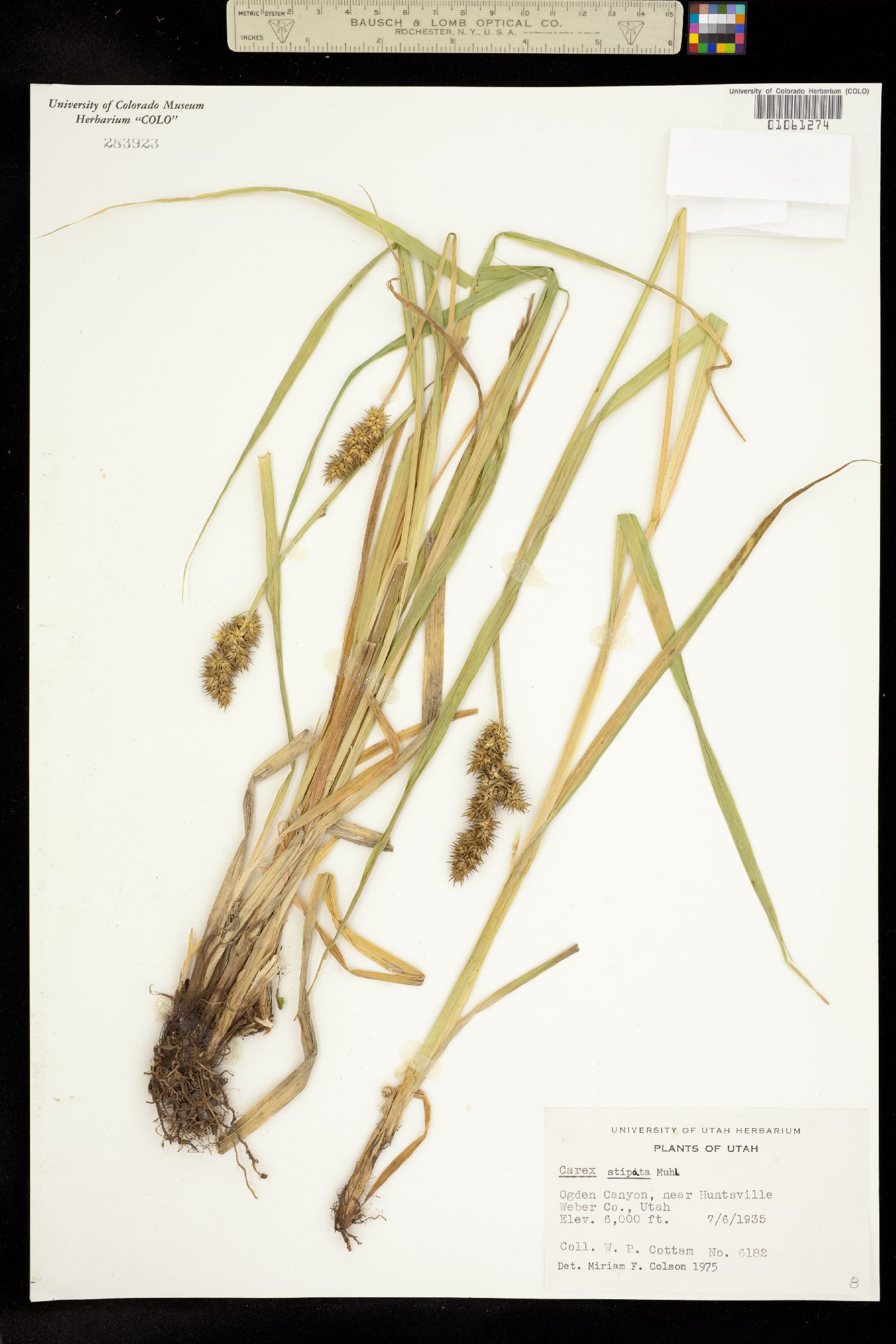 Carex stipata image