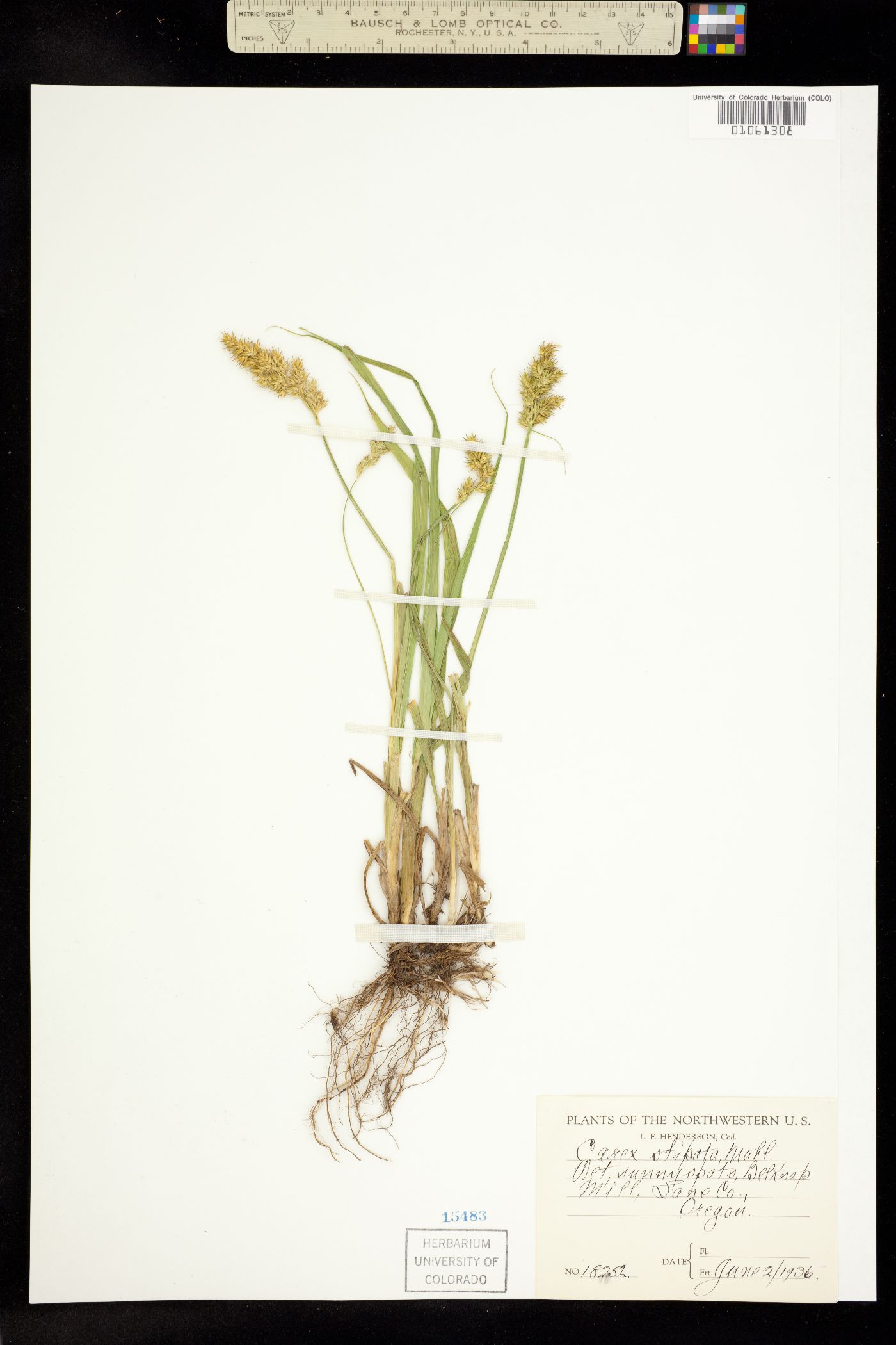 Carex stipata image