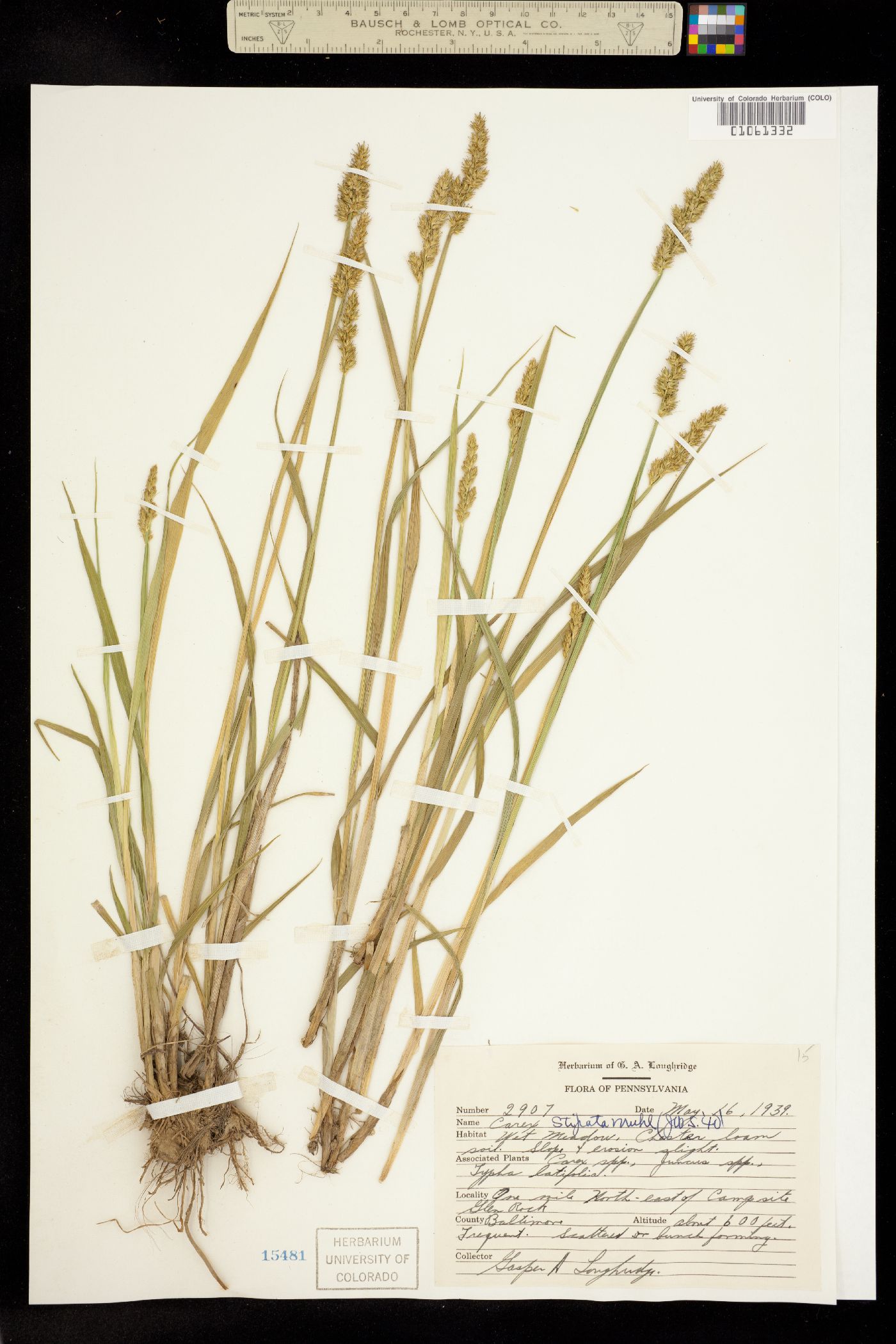 Carex stipata image