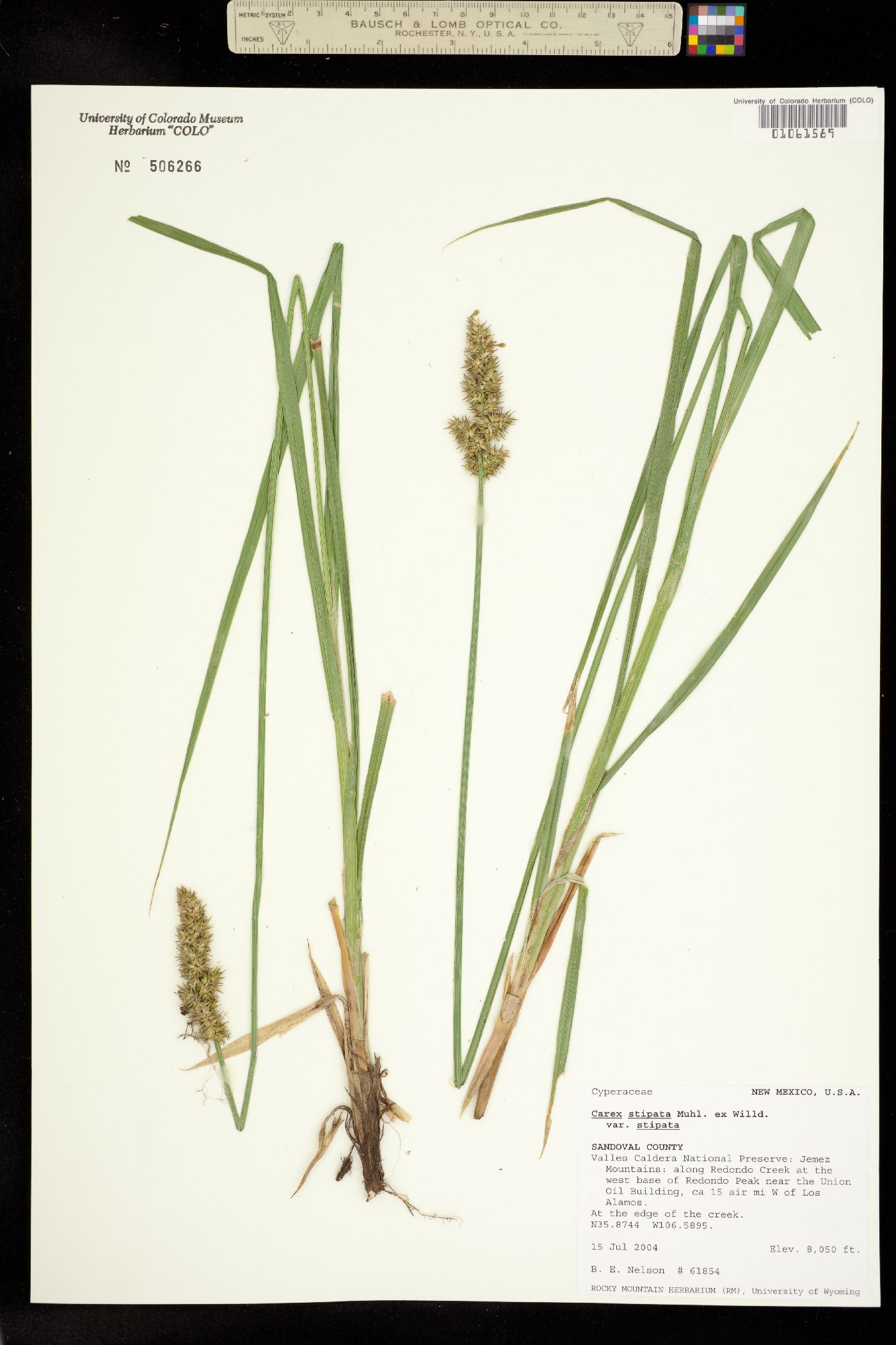 Carex stipata image