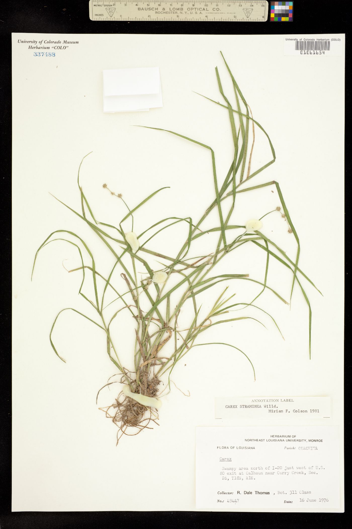 Carex straminea image