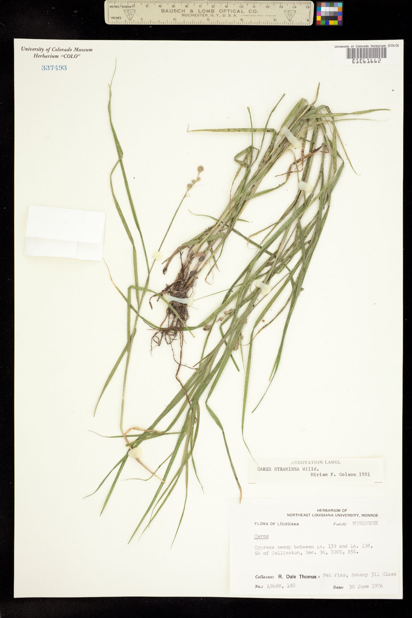 Carex straminea image