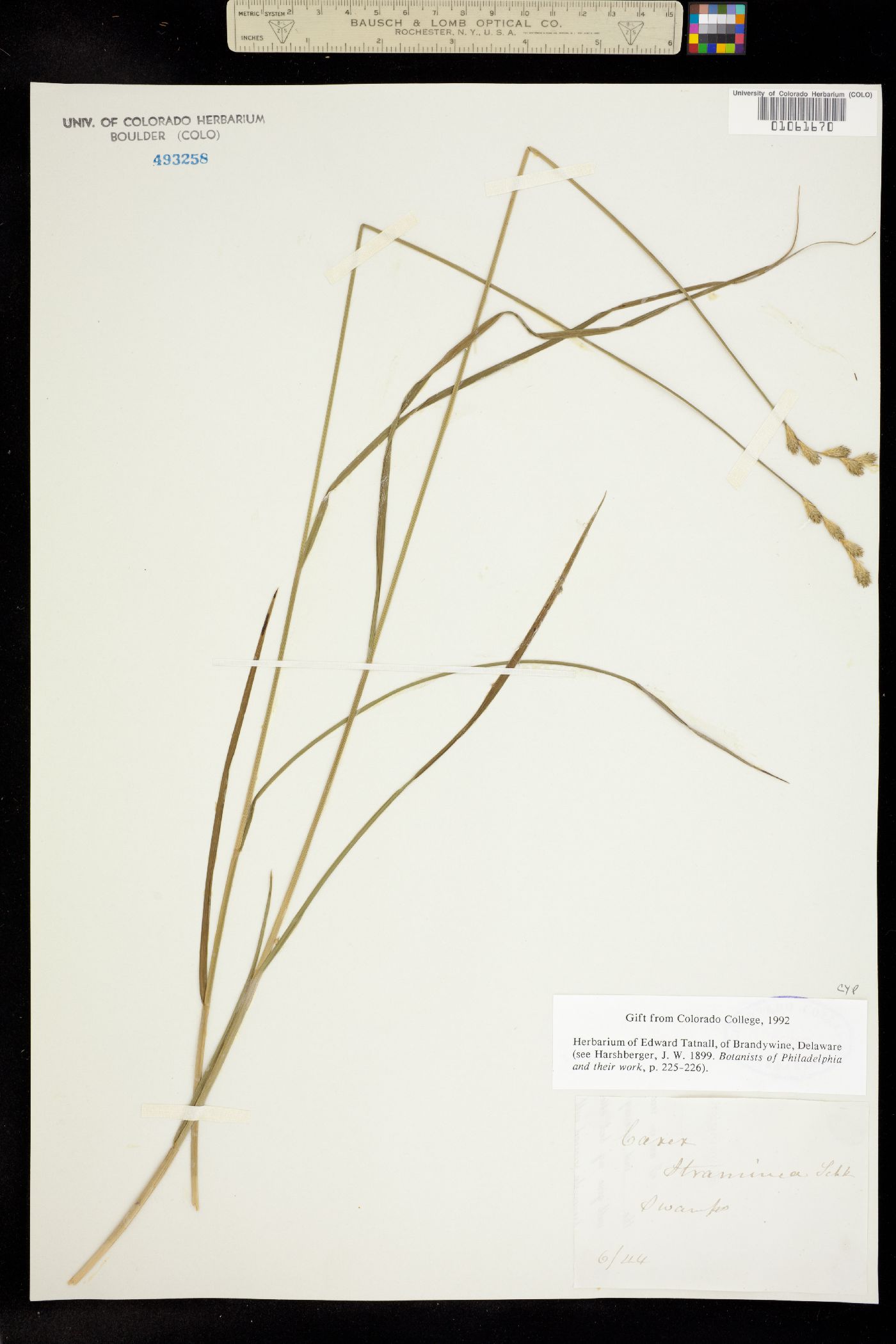 Carex straminea image
