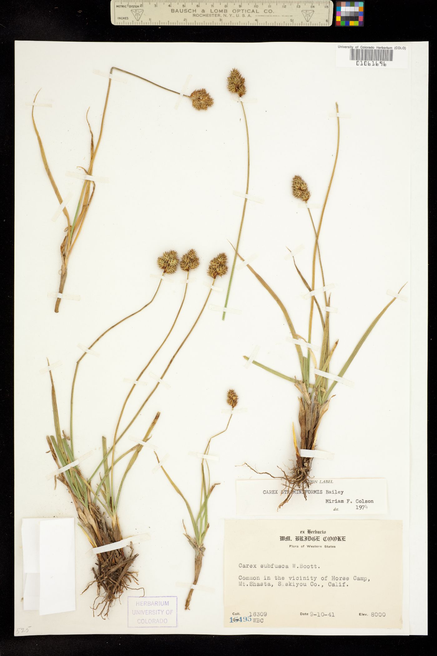 Carex straminiformis image