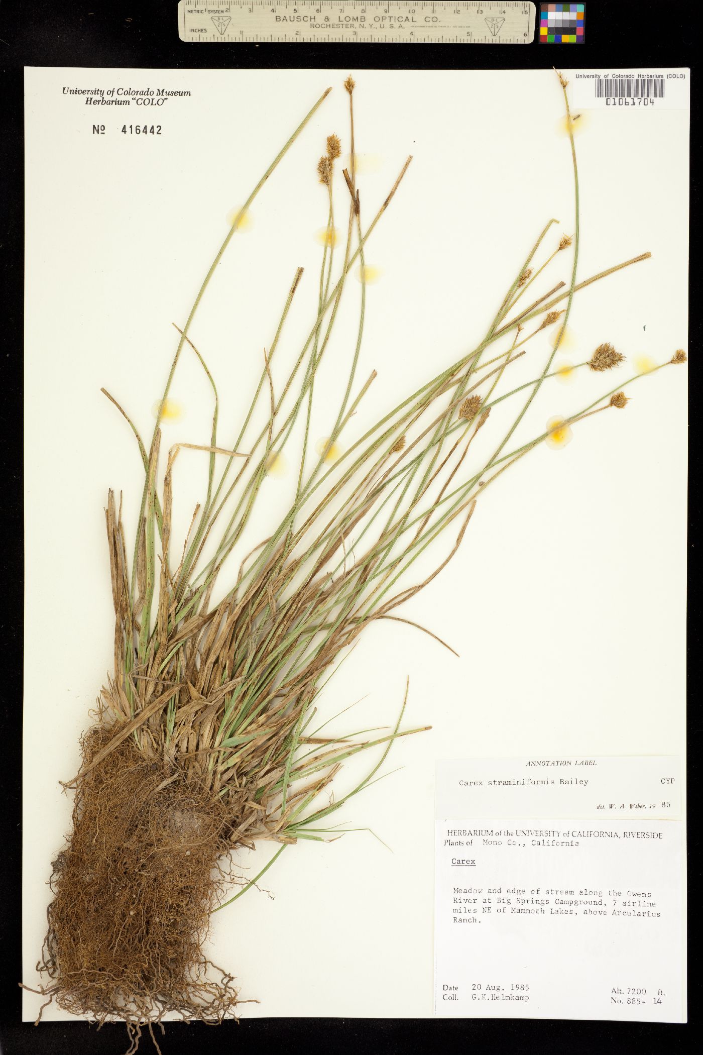 Carex straminiformis image