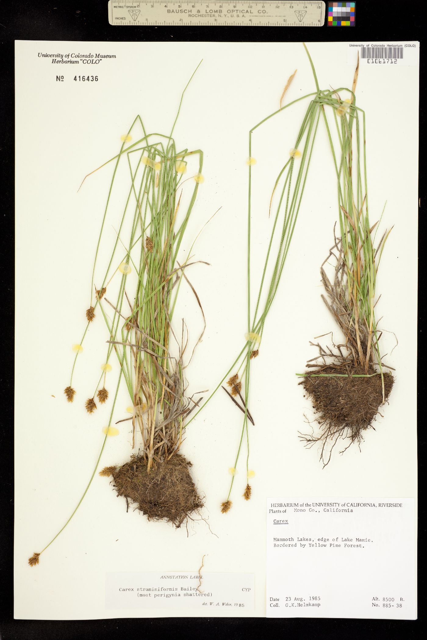 Carex straminiformis image