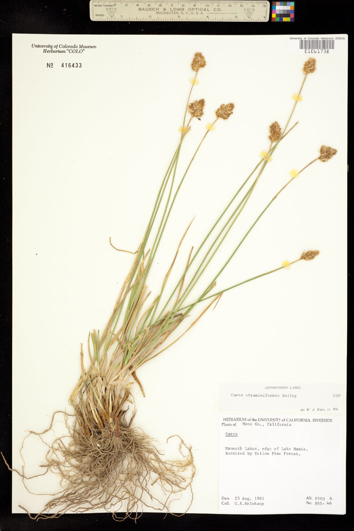Carex straminiformis image