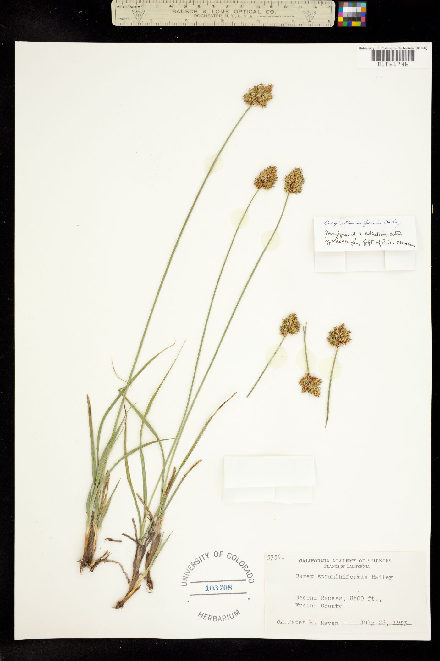 Carex straminiformis image