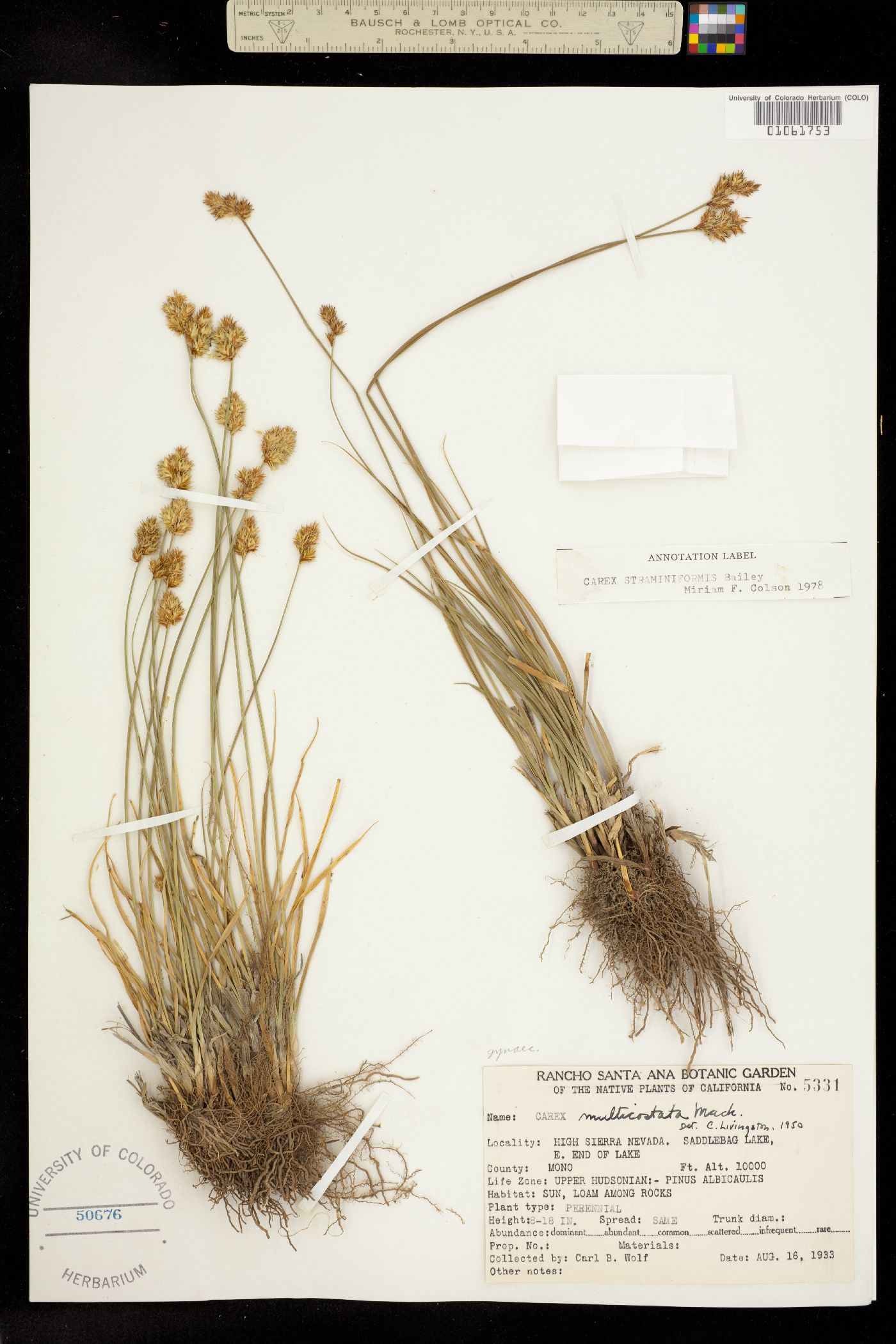 Carex straminiformis image