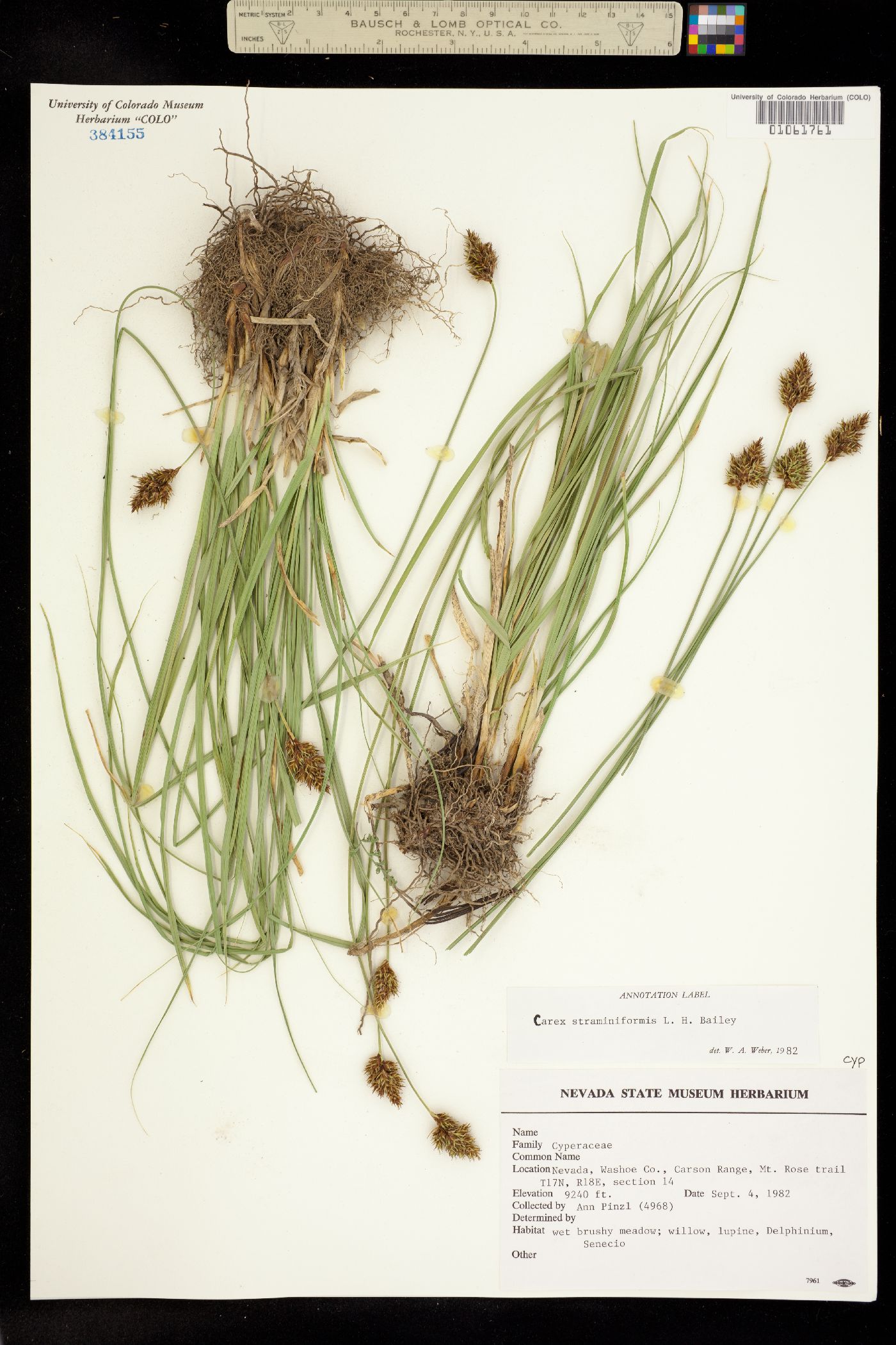 Carex straminiformis image
