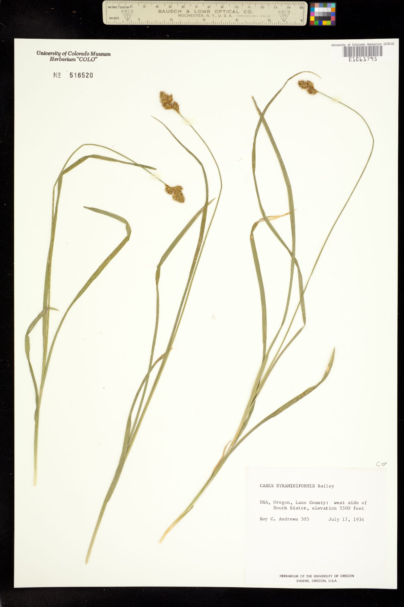 Carex straminiformis image