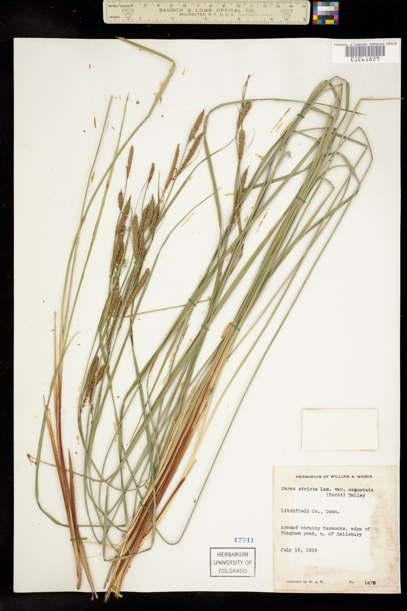 Carex stricta image