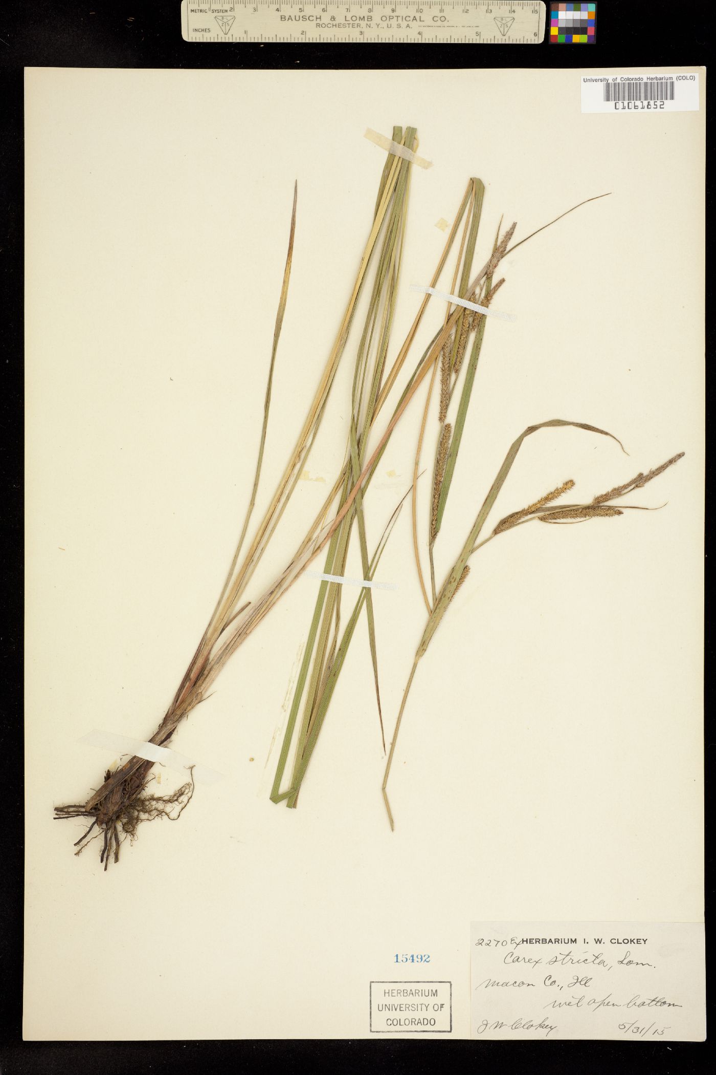 Carex stricta image