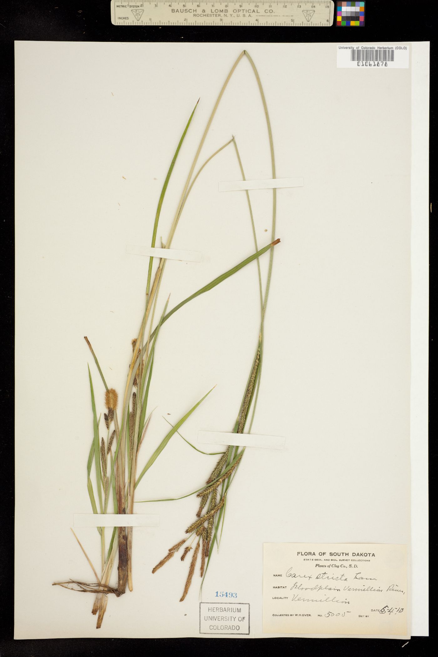 Carex stricta image
