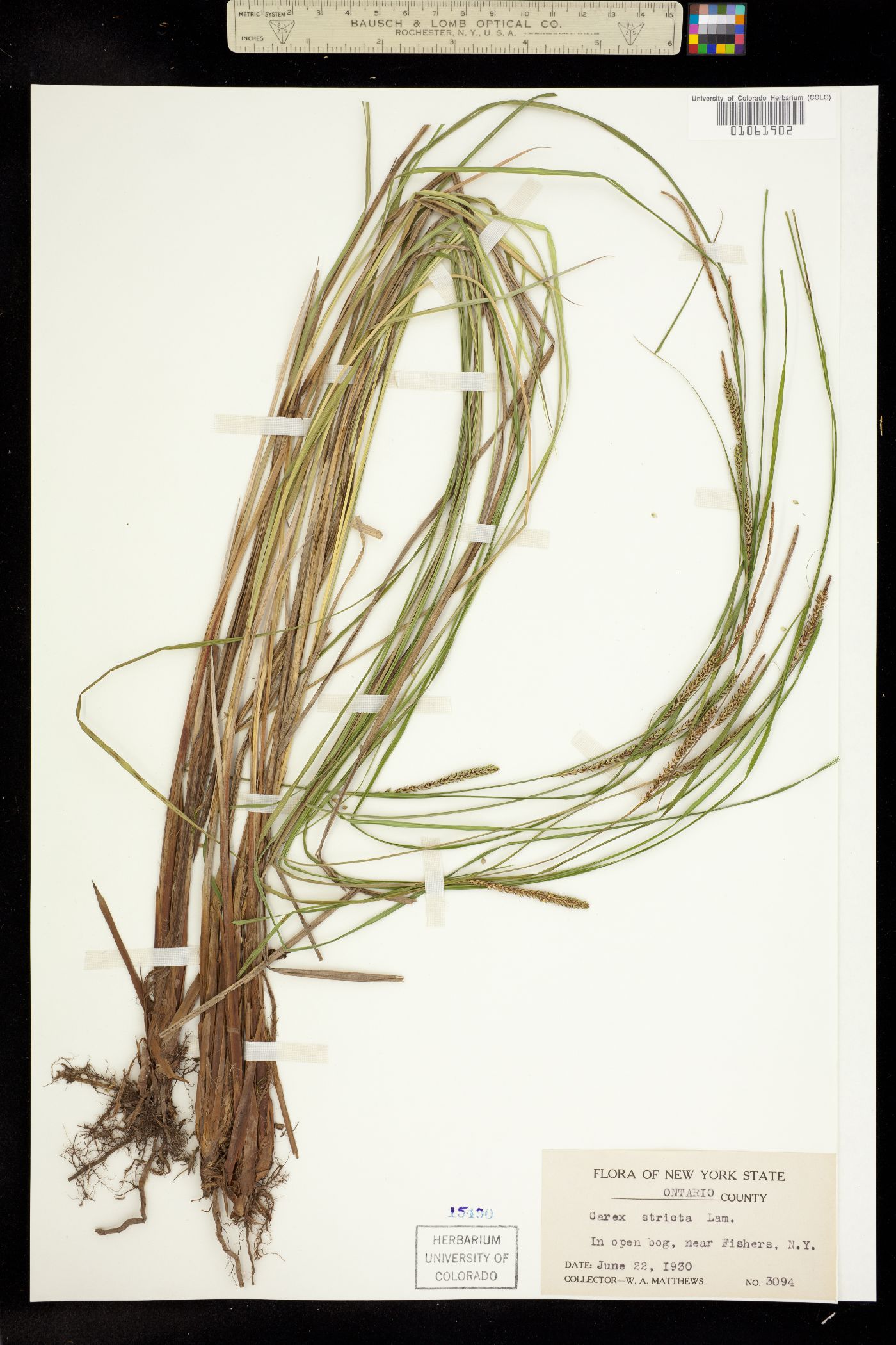 Carex stricta image