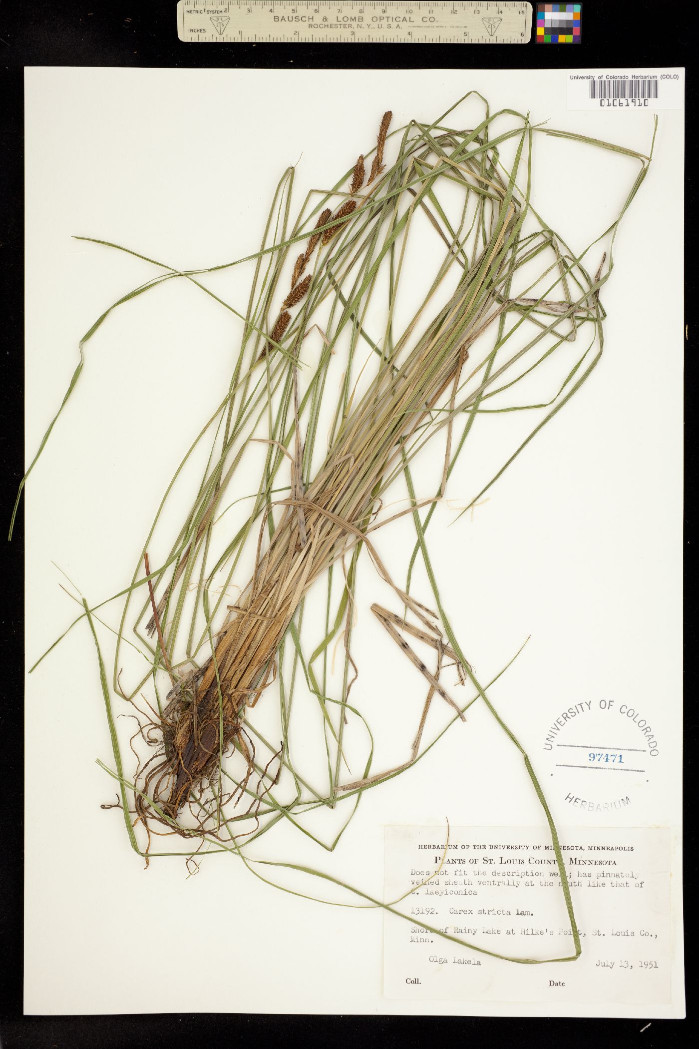 Carex stricta image