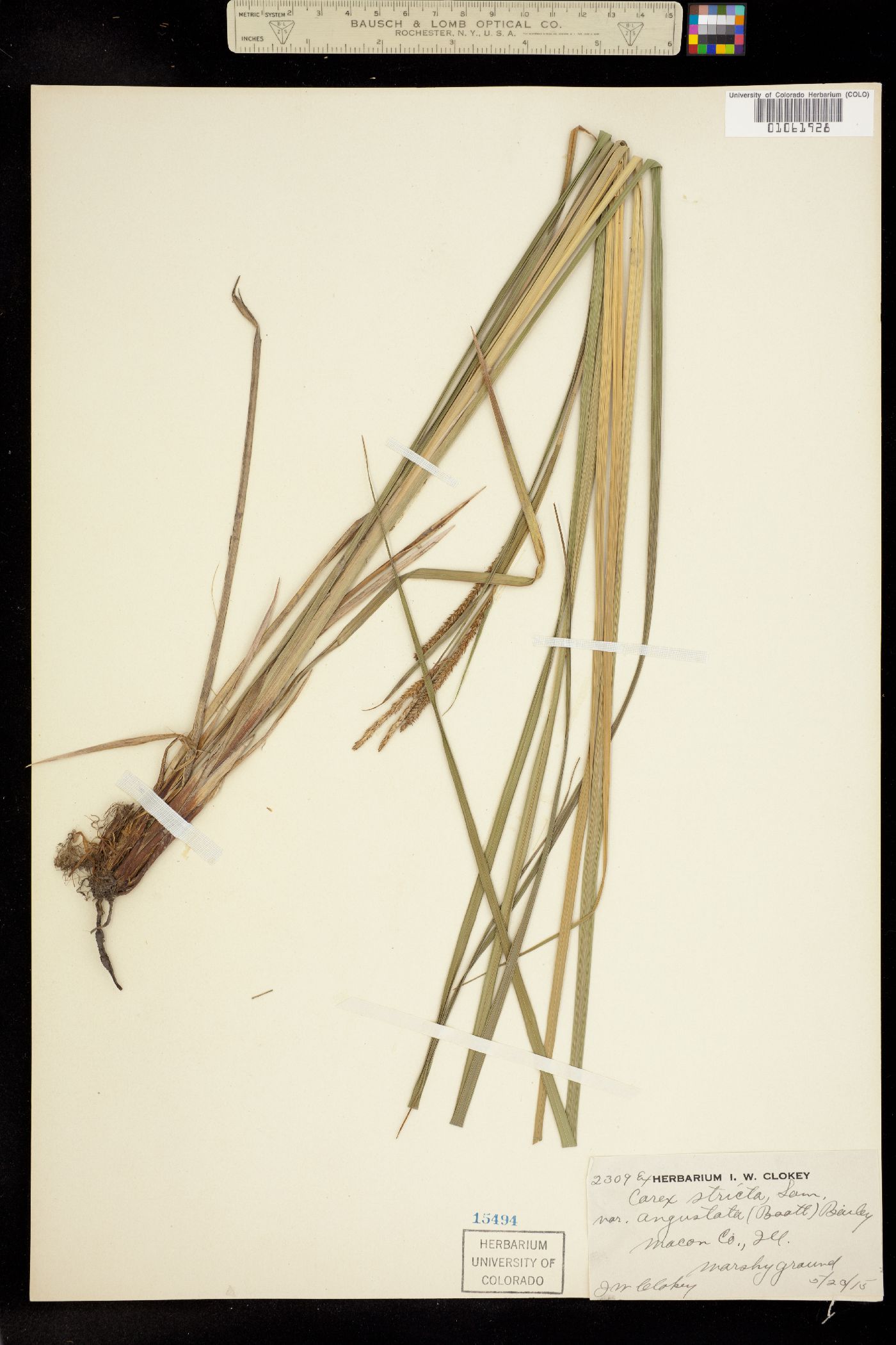 Carex stricta image