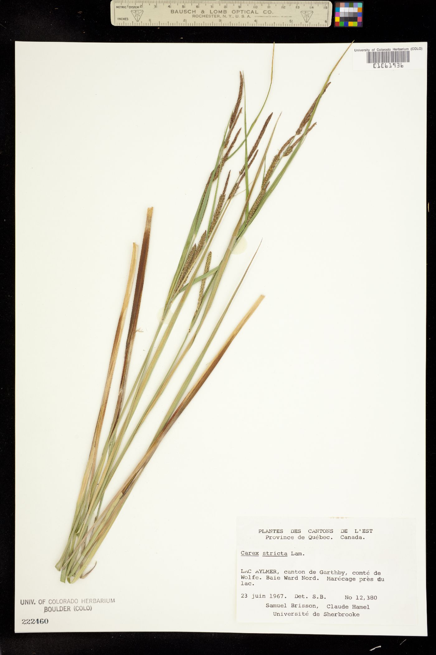 Carex stricta image