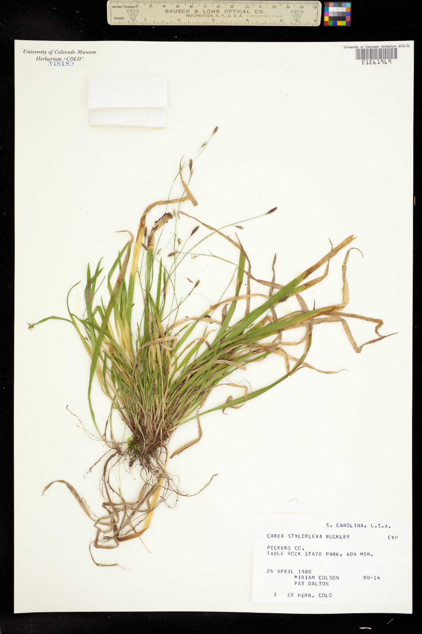 Carex styloflexa image