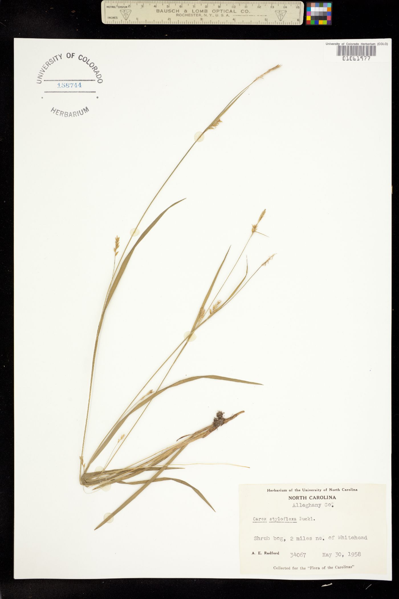 Carex styloflexa image