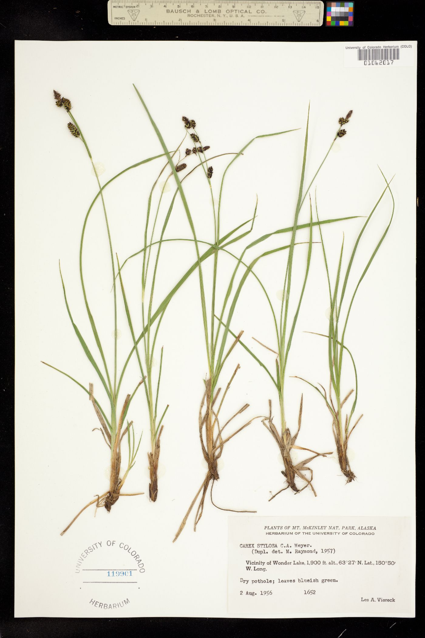 Carex stylosa image