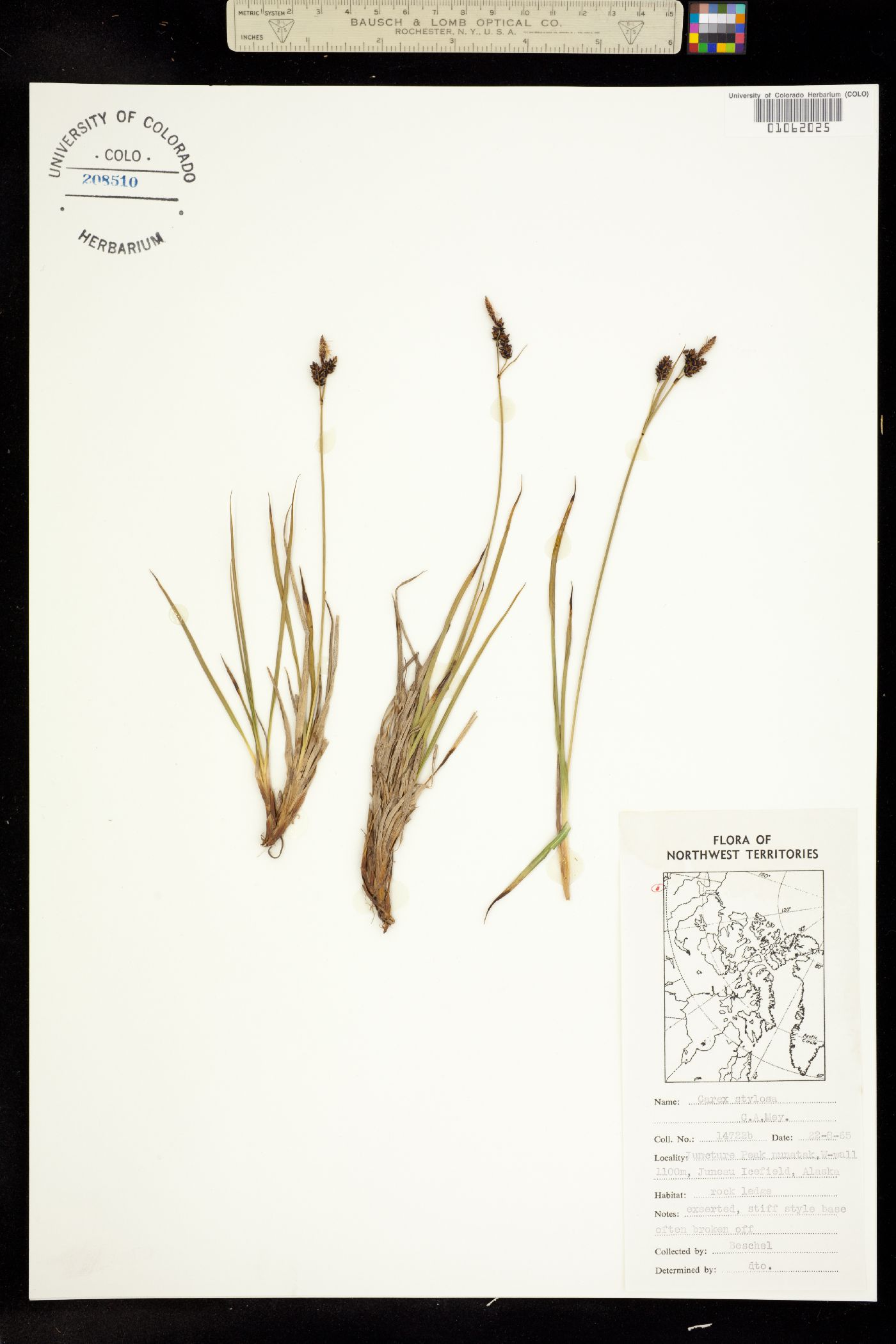 Carex stylosa image