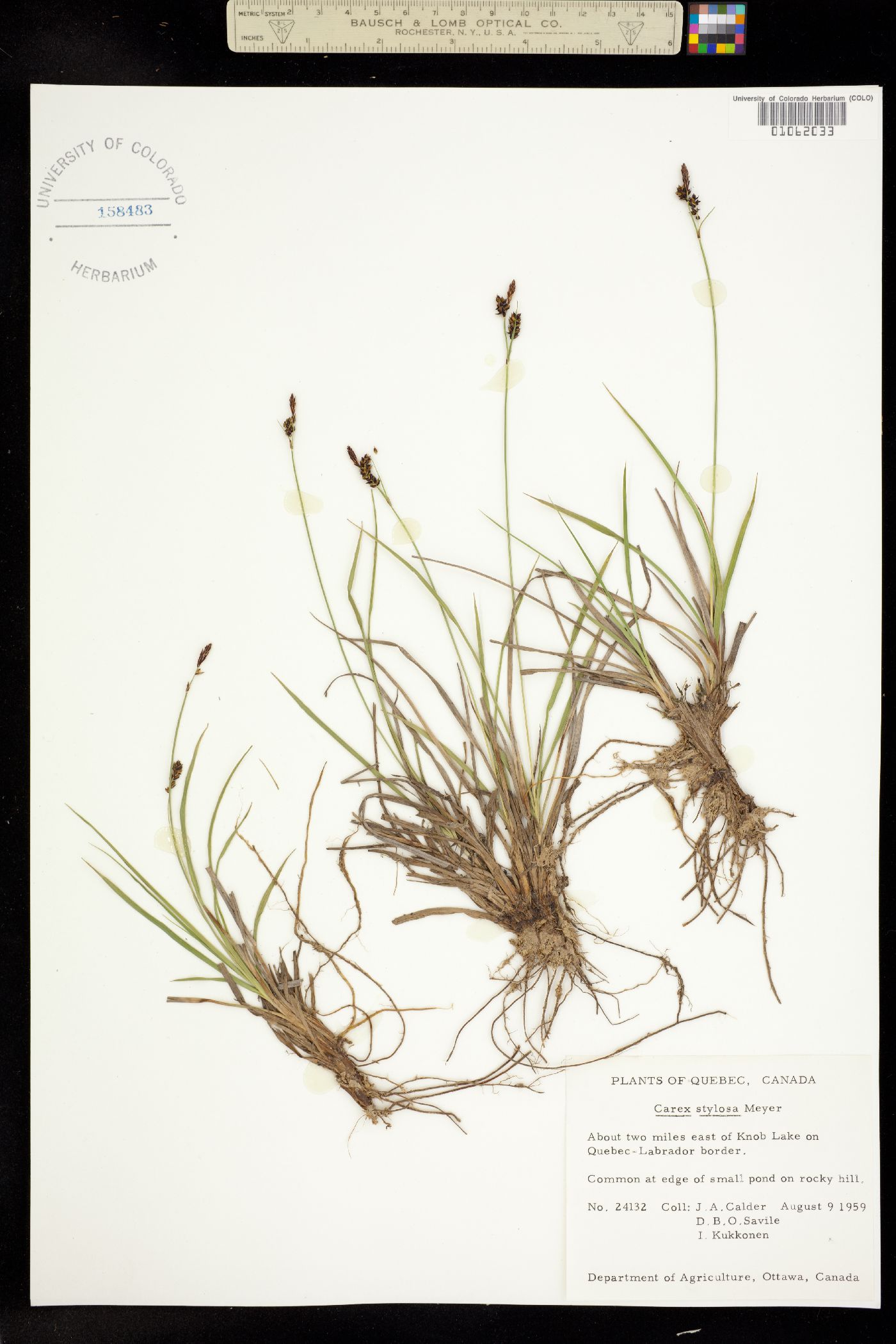 Carex stylosa image