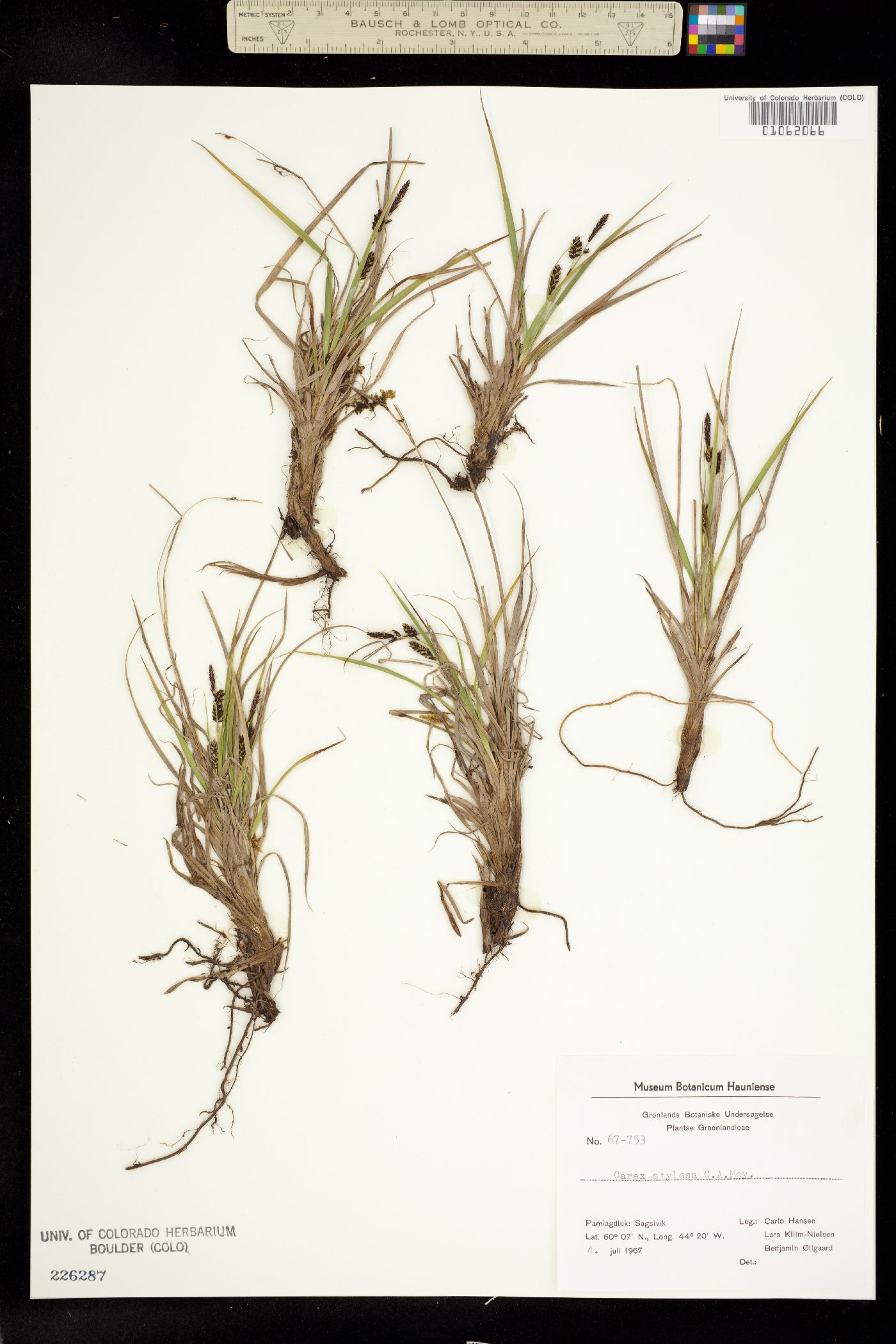 Carex stylosa image