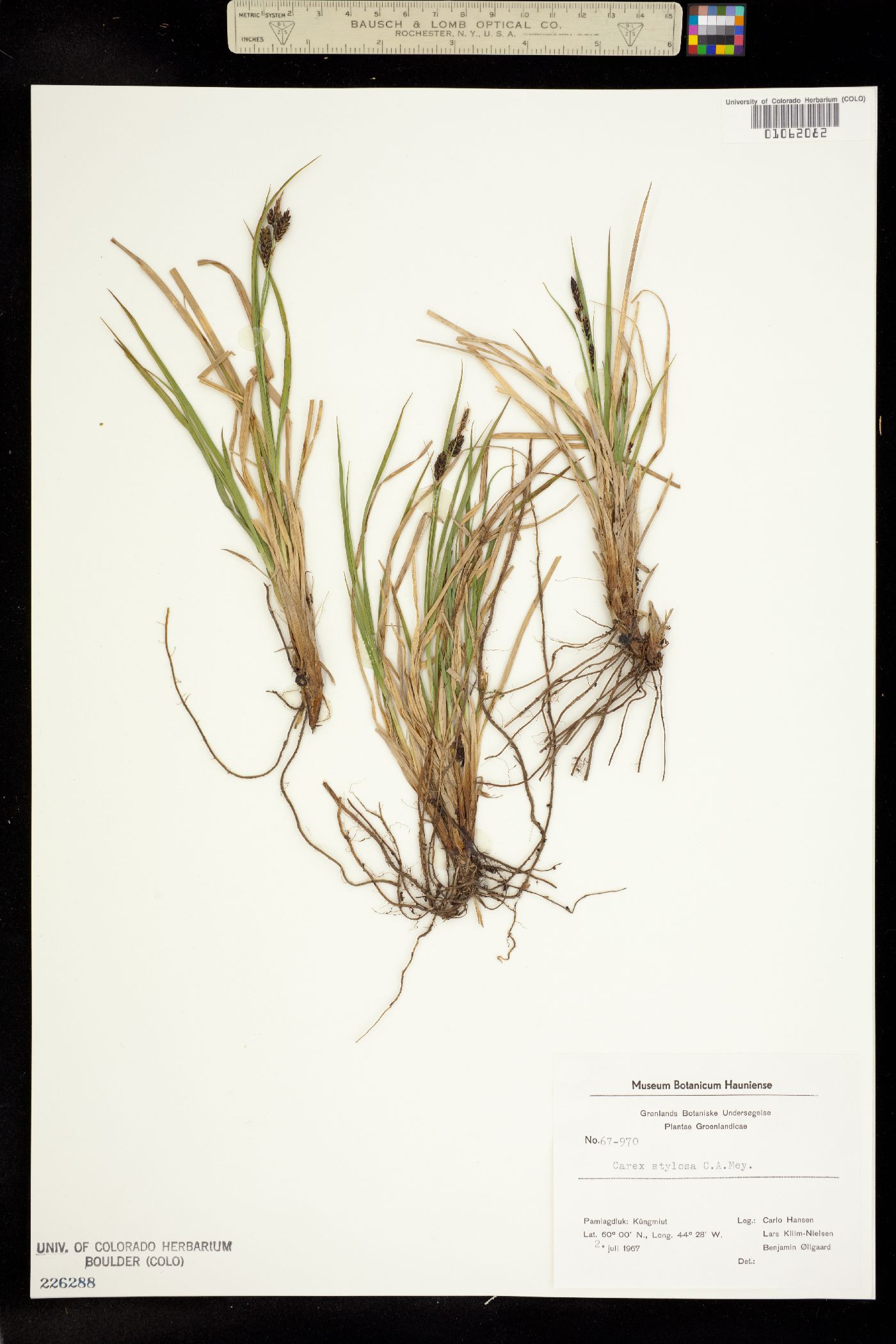 Carex stylosa image