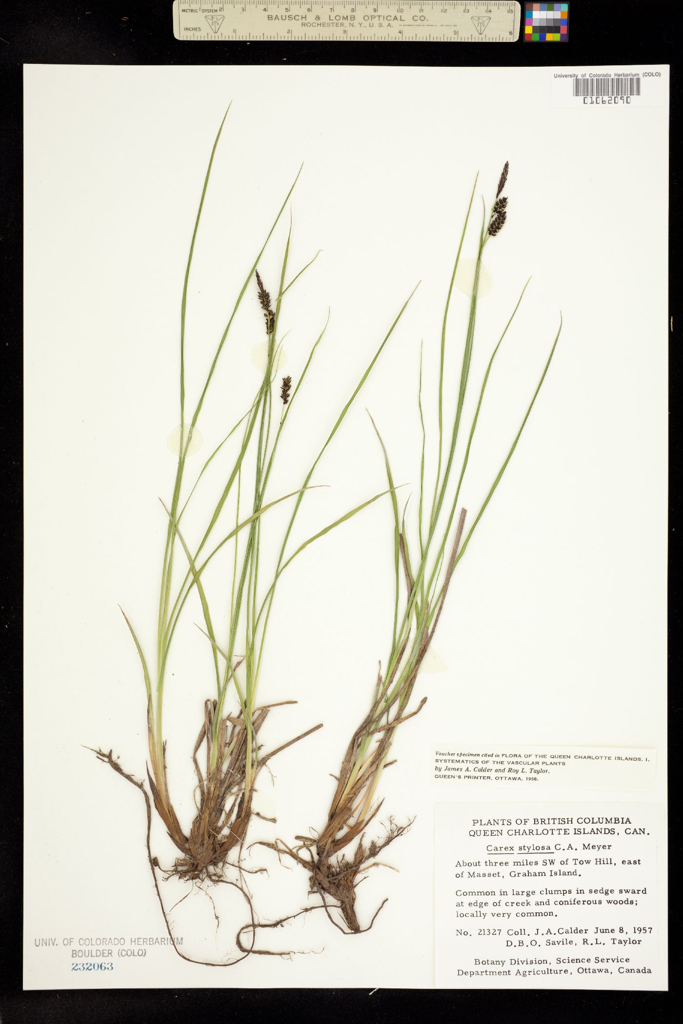 Carex stylosa image