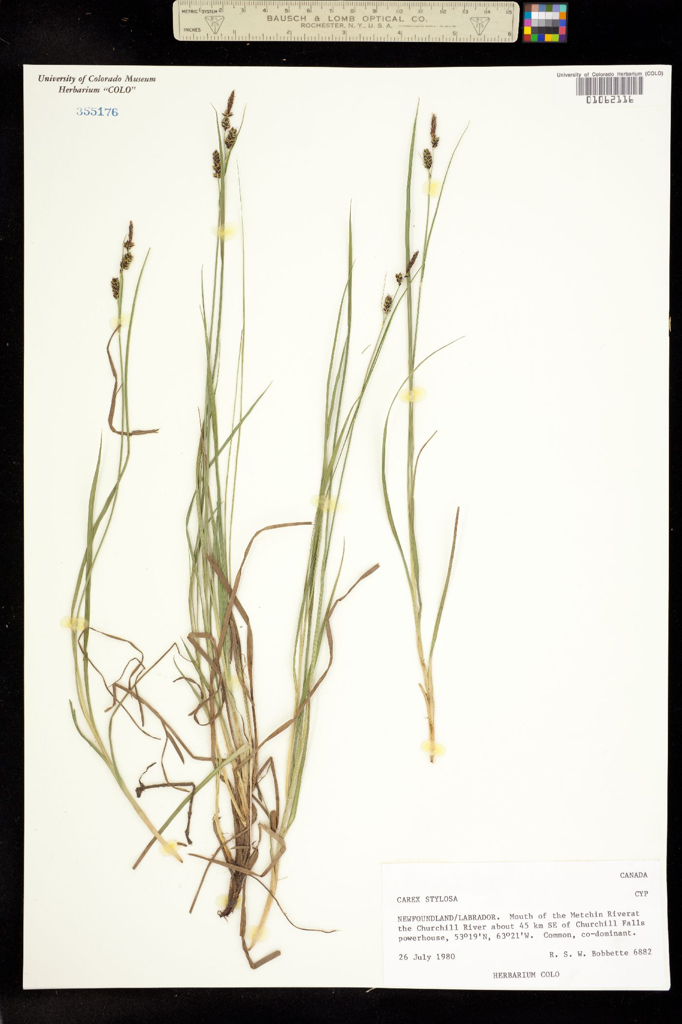 Carex stylosa image