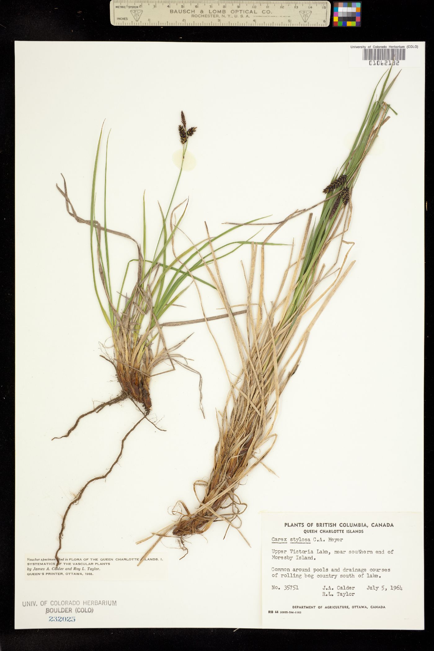 Carex stylosa image