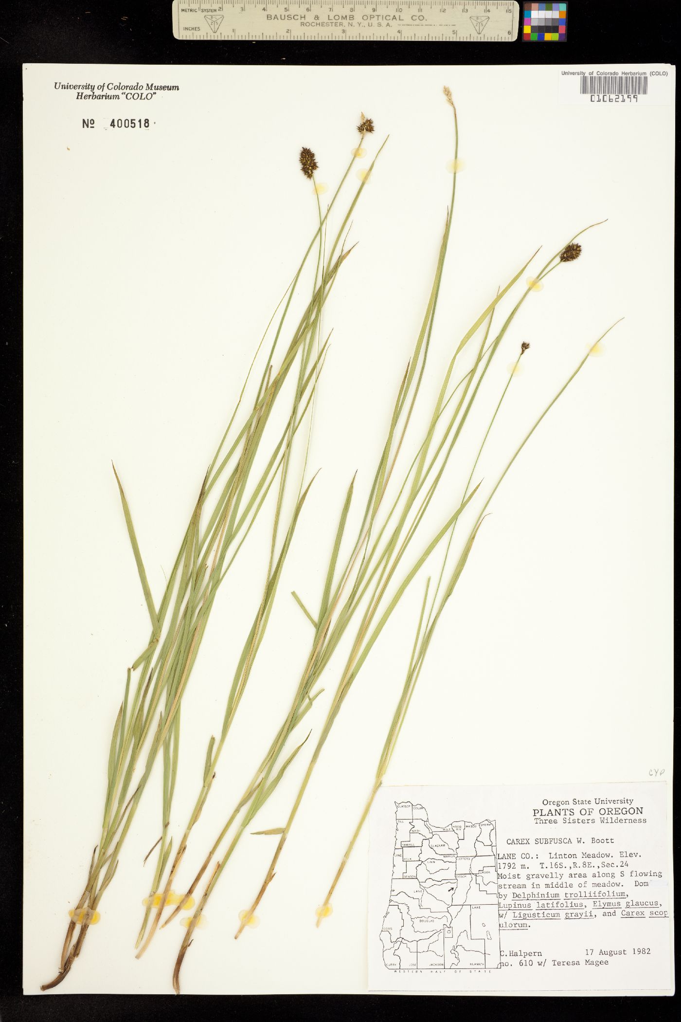 Carex subfusca image