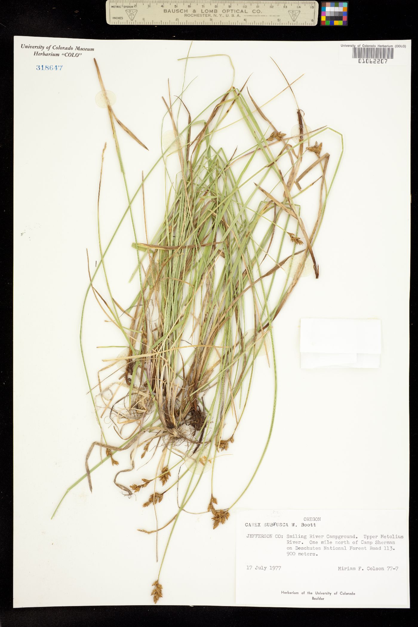 Carex subfusca image