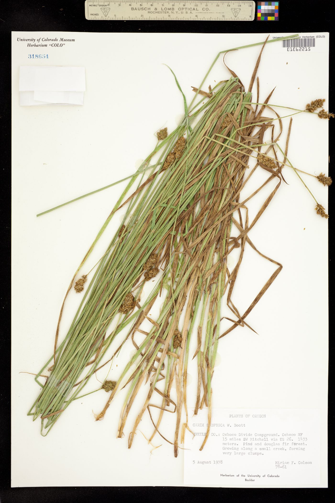 Carex subfusca image