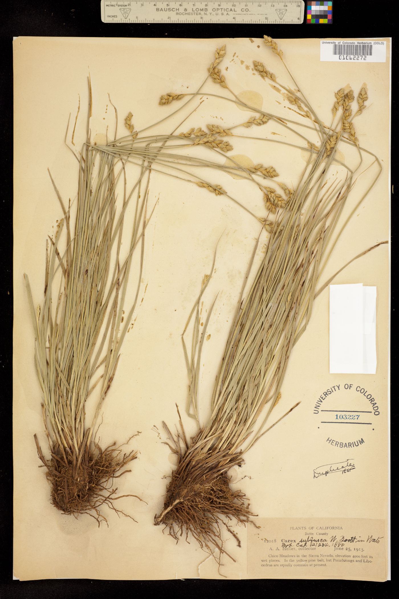 Carex subfusca image