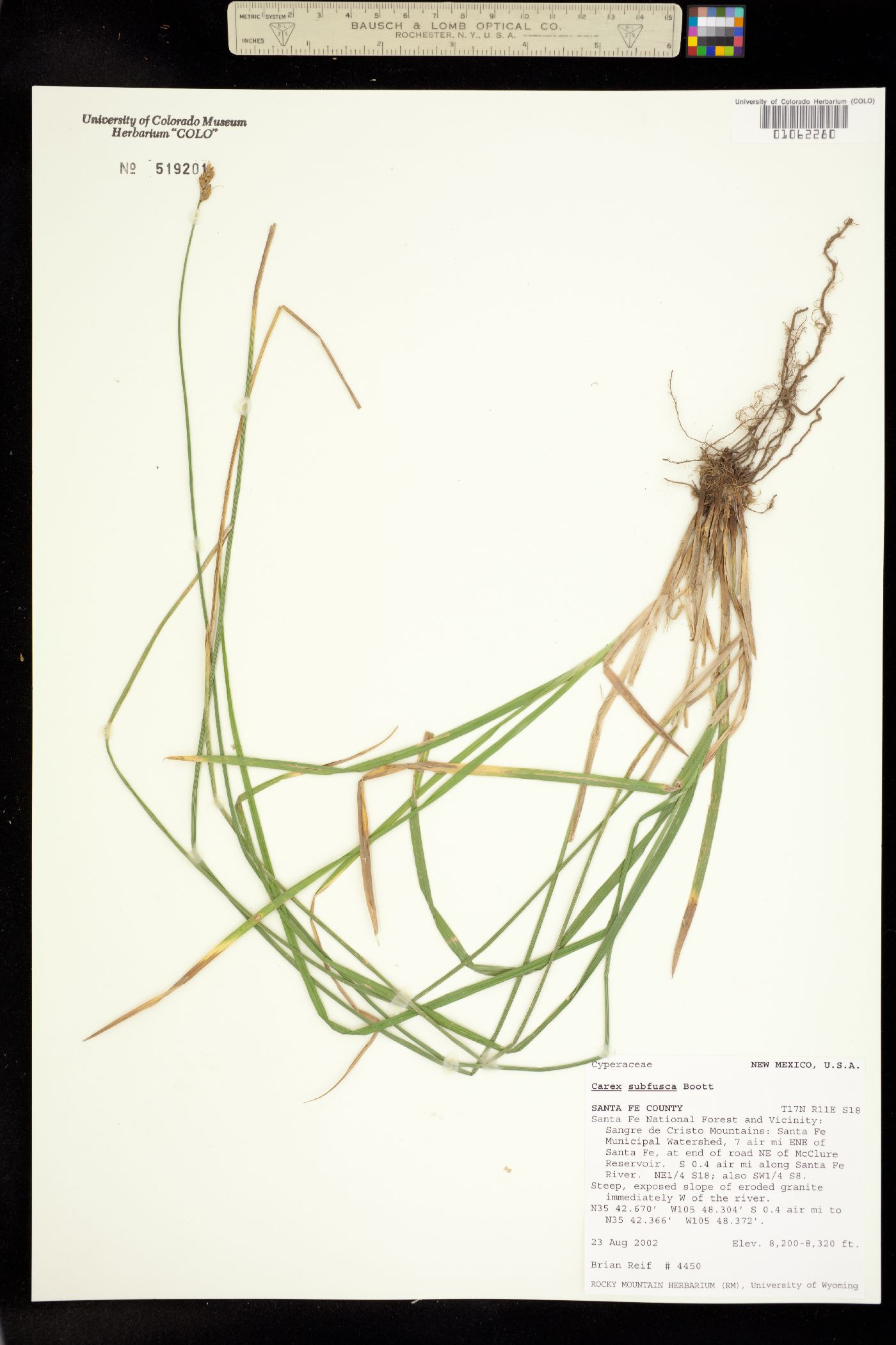 Carex subfusca image