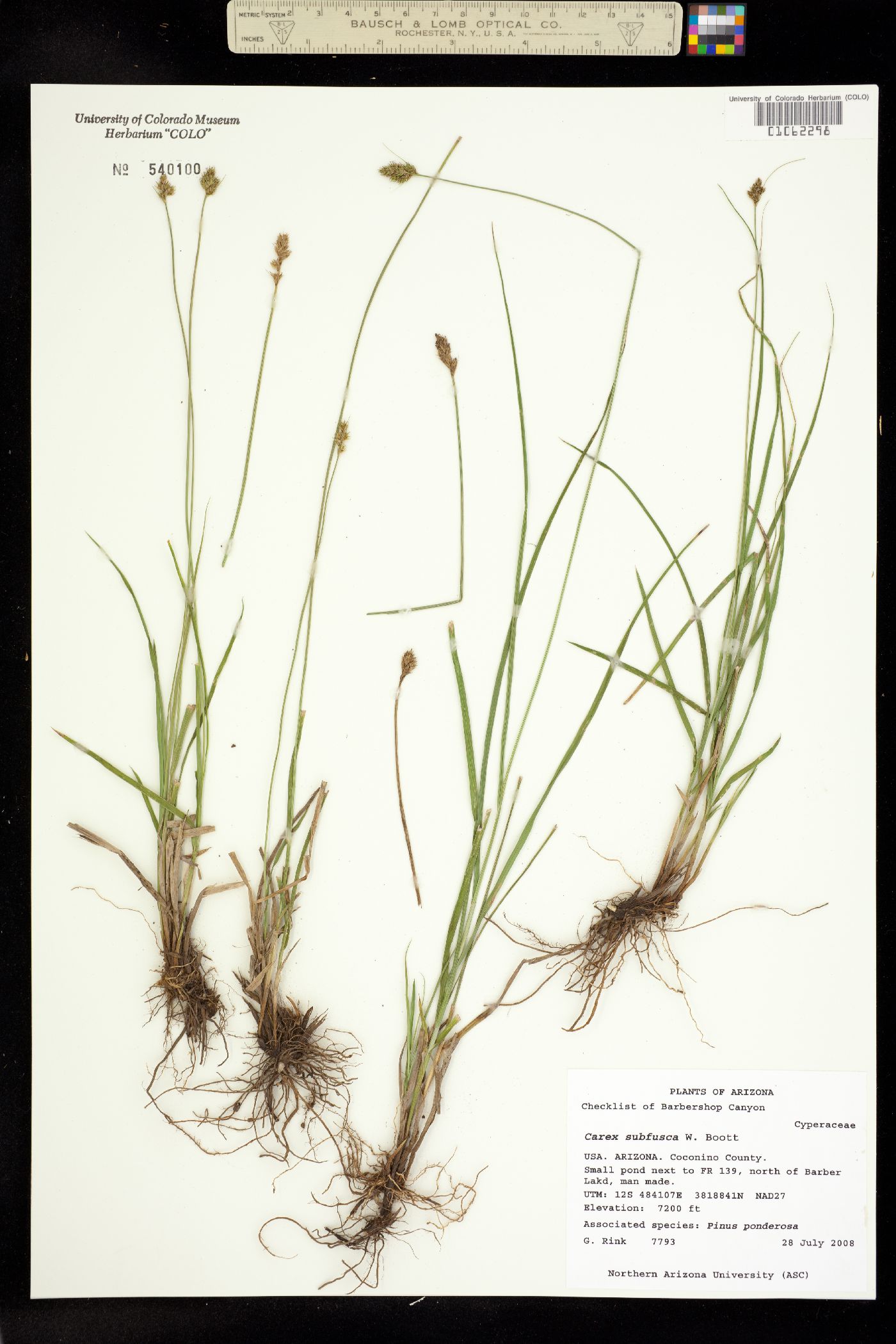 Carex subfusca image