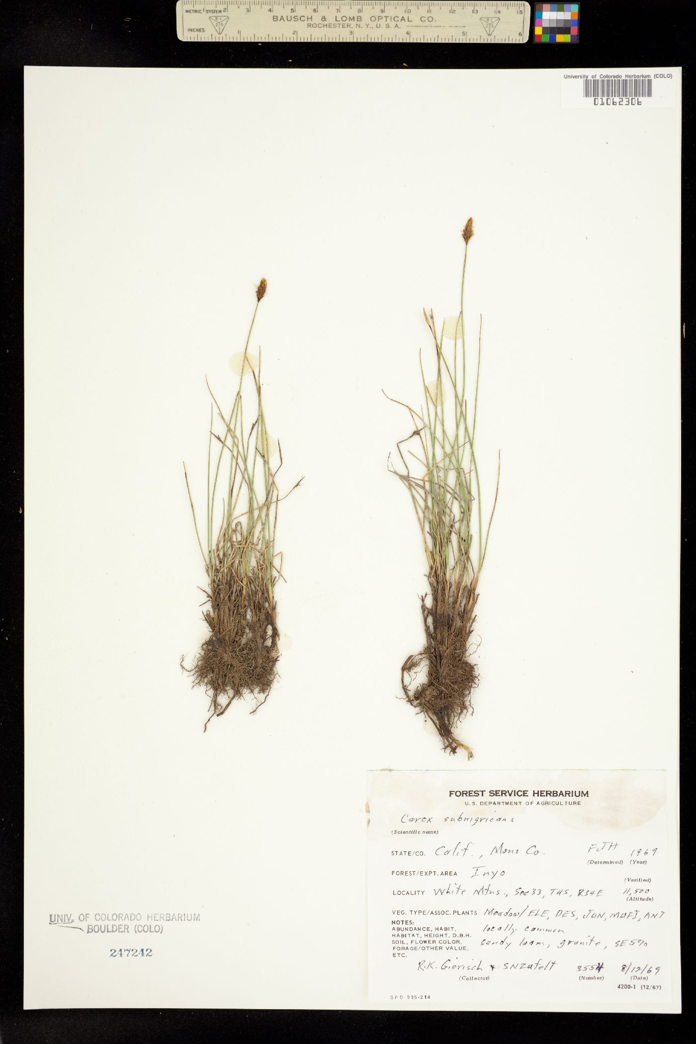 Carex subnigricans image