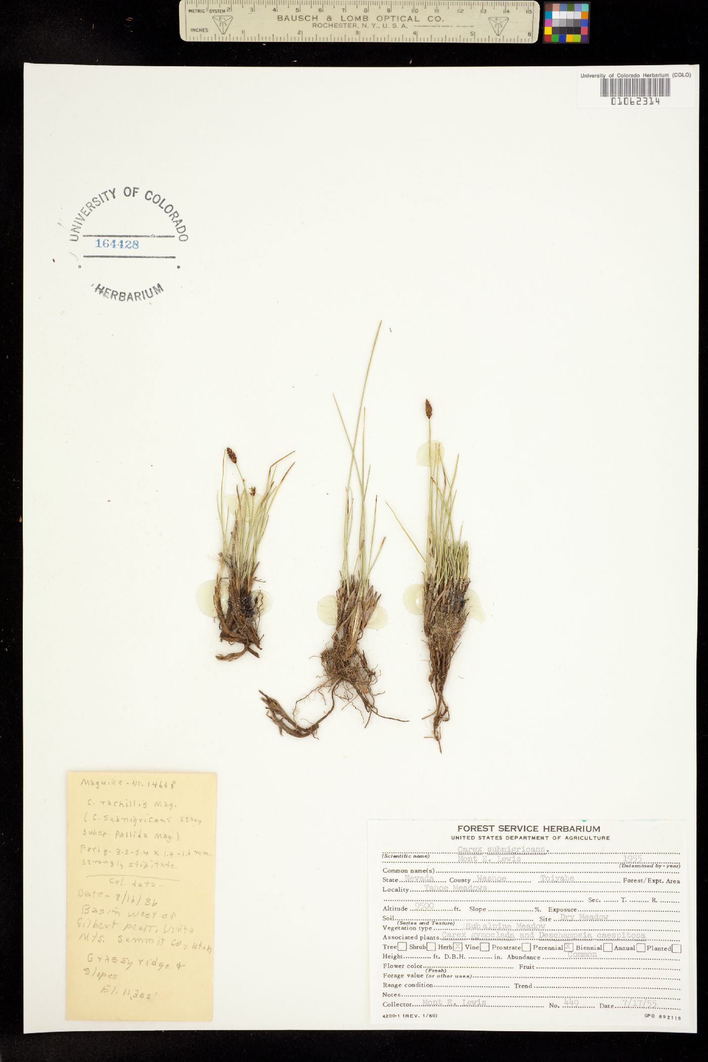 Carex subnigricans image