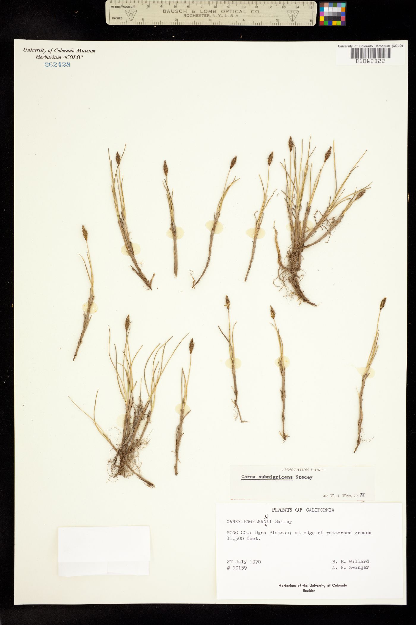 Carex subnigricans image
