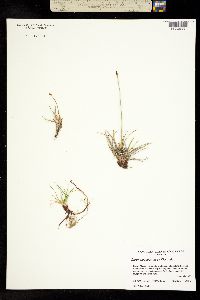 Carex subspathacea image