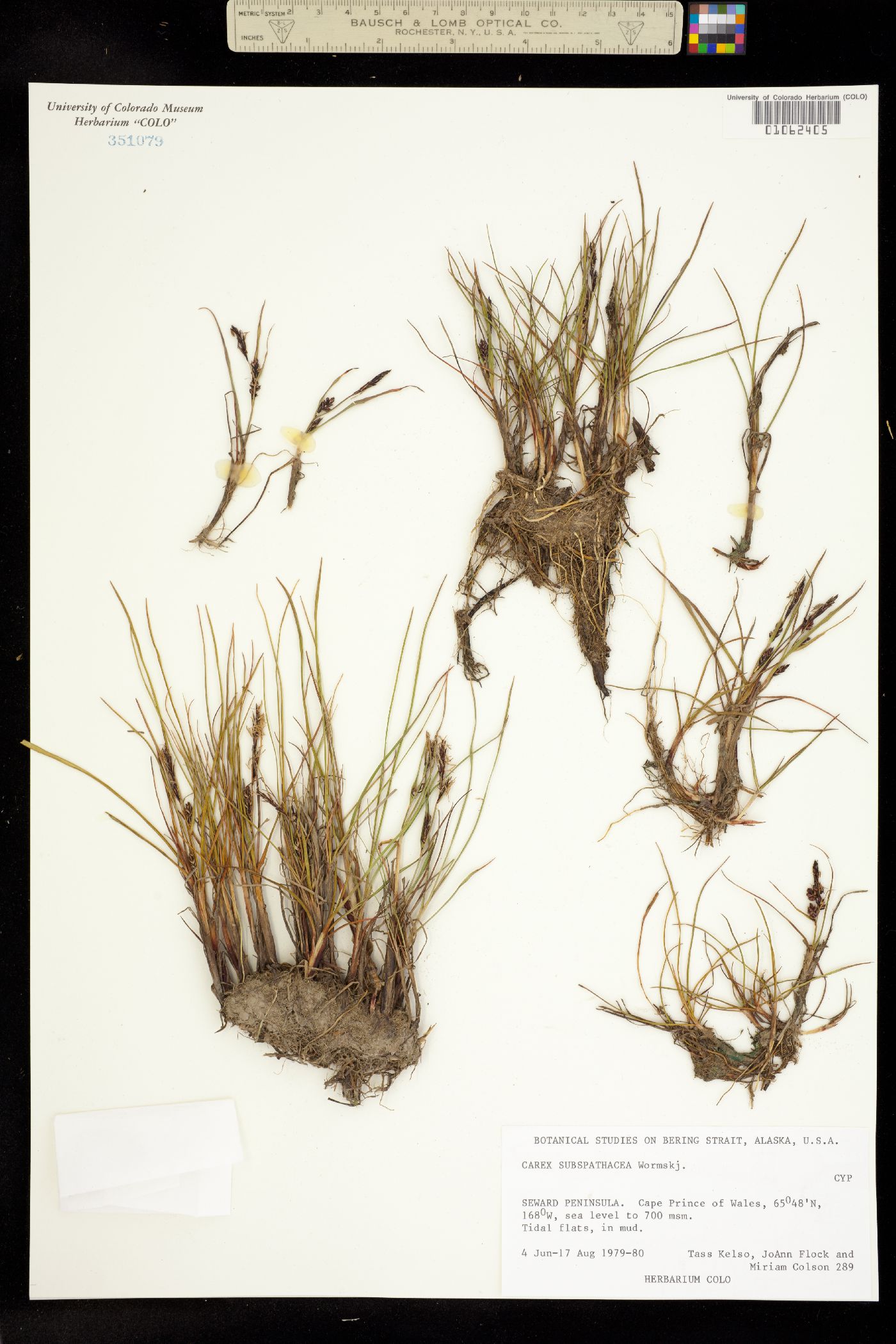 Carex subspathacea image