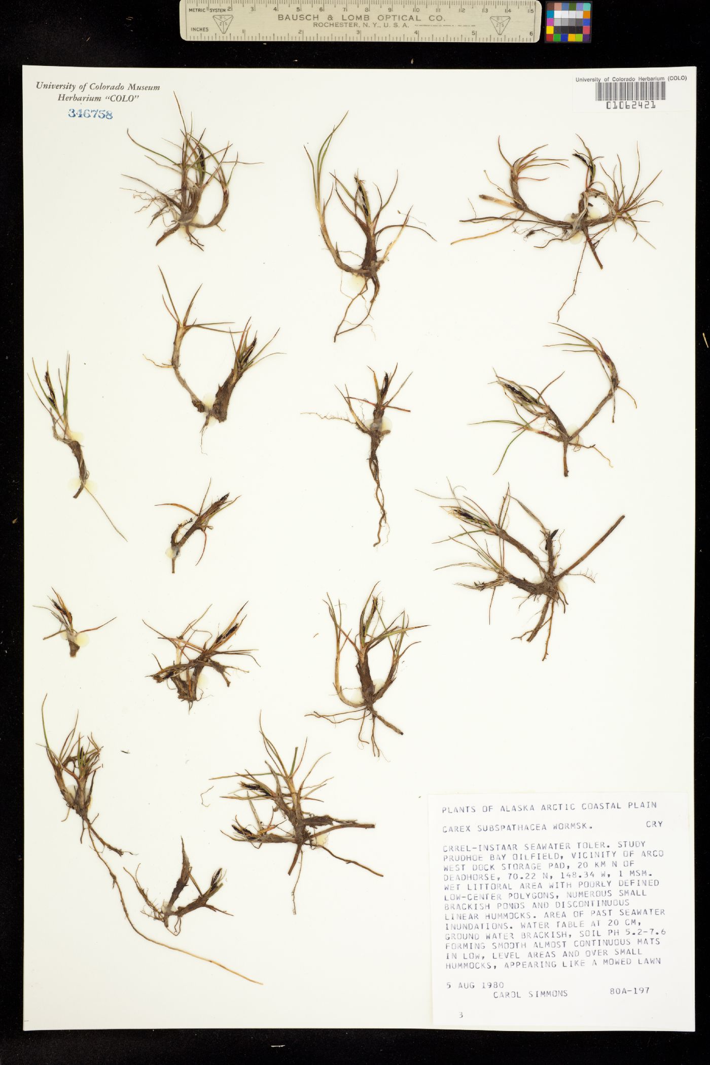 Carex subspathacea image