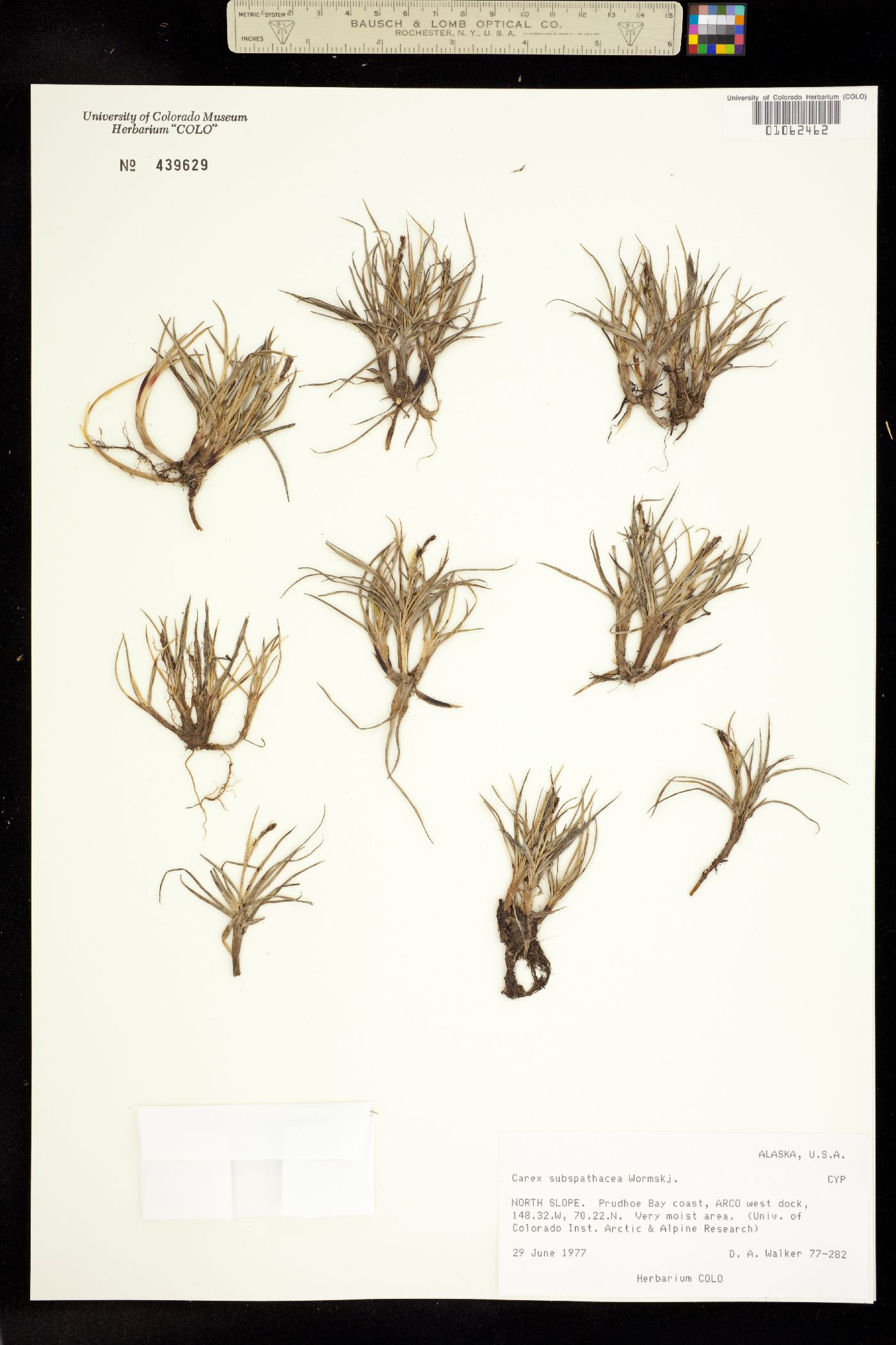Carex subspathacea image