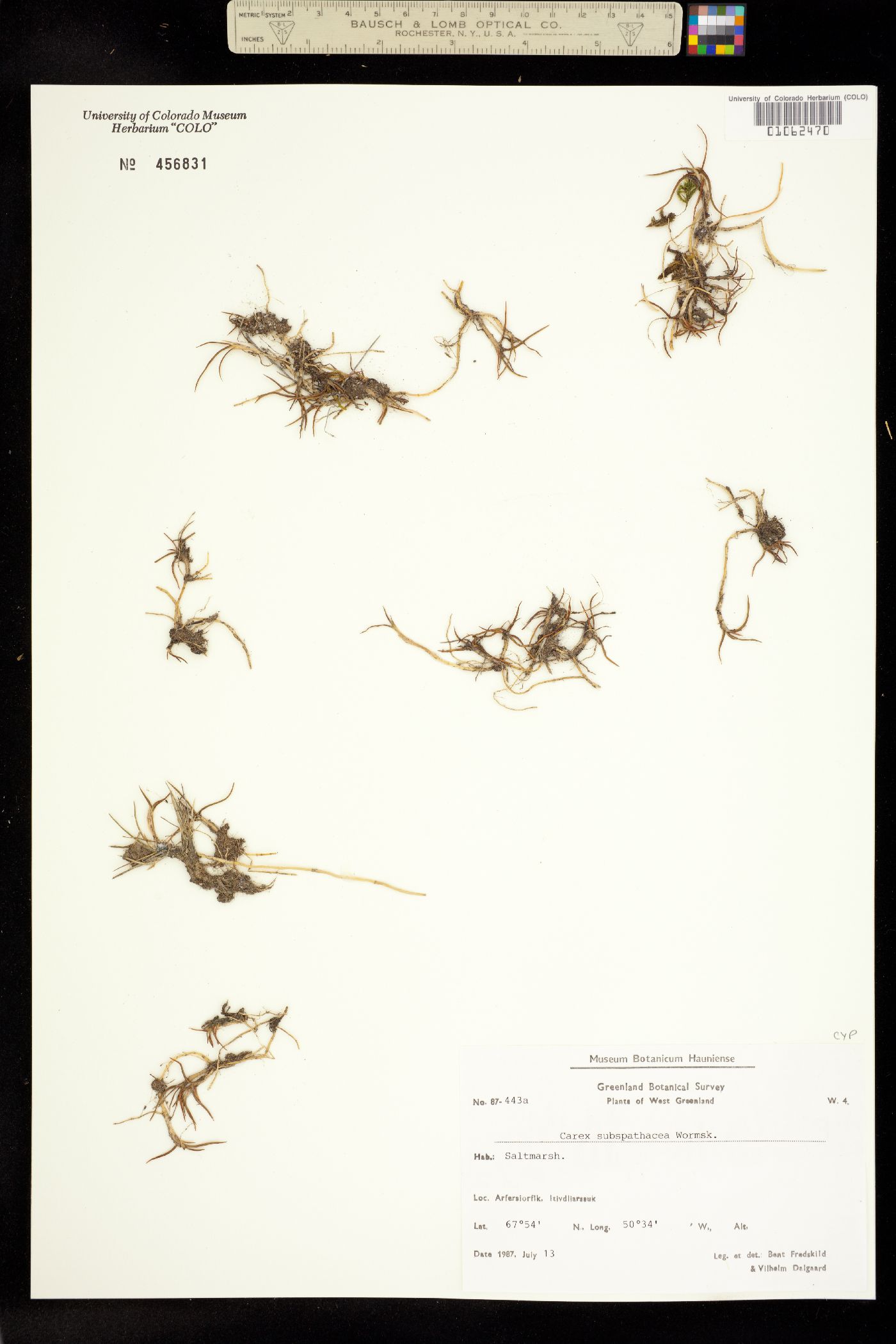 Carex subspathacea image